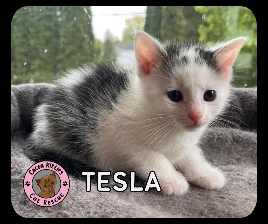 Enlarge Tesla, a Adopted Domestic Short Hair in Hershey, PA image 5/5