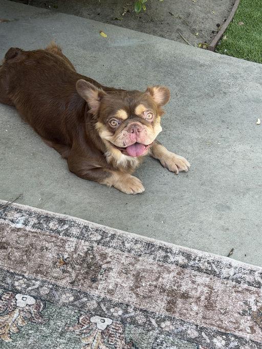 Rebecca, adopted, Young Female French Bulldog.