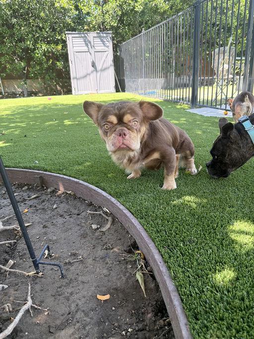 Rebecca, an adopted French Bulldog in Los Angeles, CA image 4/4