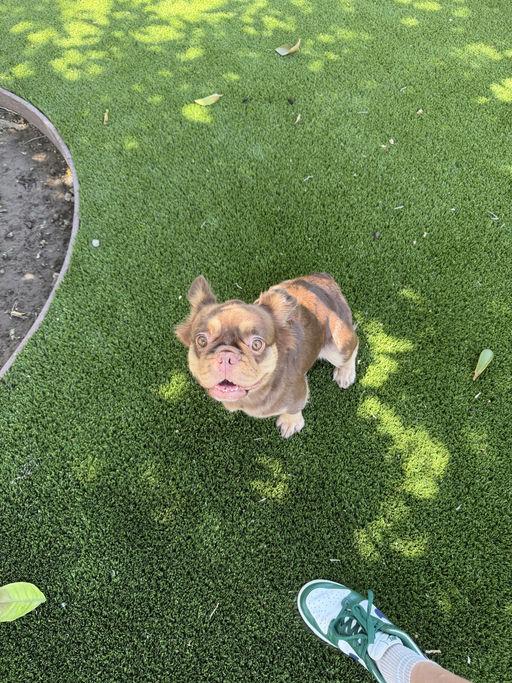 Rebecca, an adopted French Bulldog in Los Angeles, CA image 2/4
