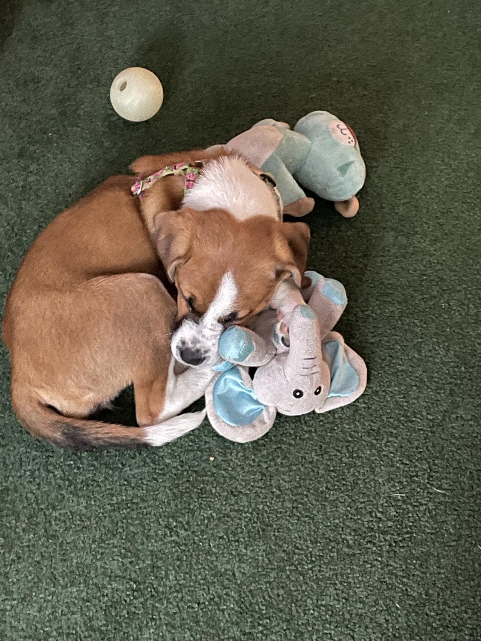 Jan, Adoptable, Puppy Female Hound & Shepherd.