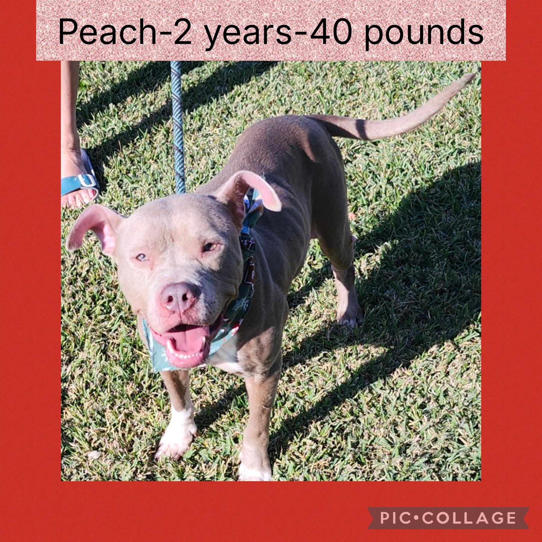 Enlarge Peach, a Adoptable mixed breed in New Iberia, LA image 1/1