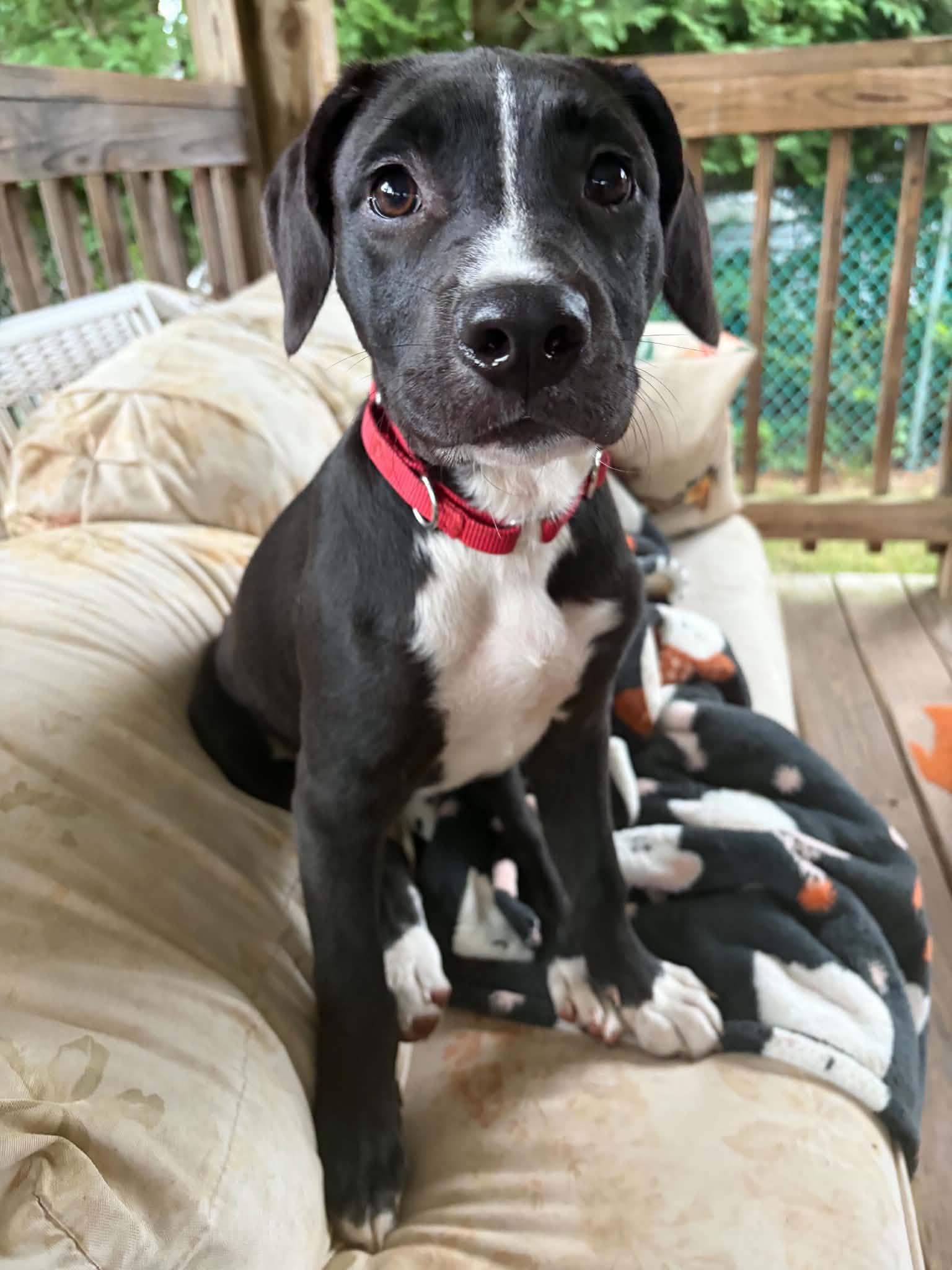 Sam, a Adoptable mixed breed in Griswold, CT image 3/4