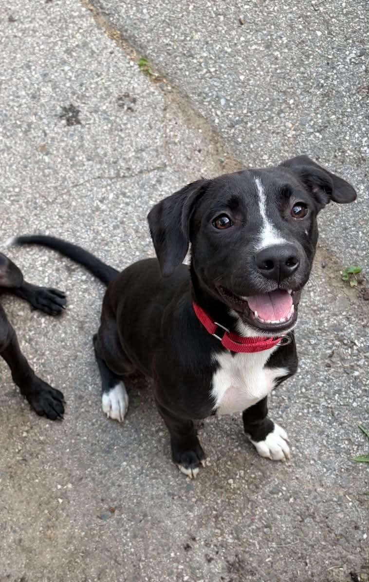Sam, a Adoptable mixed breed in Griswold, CT image 2/4