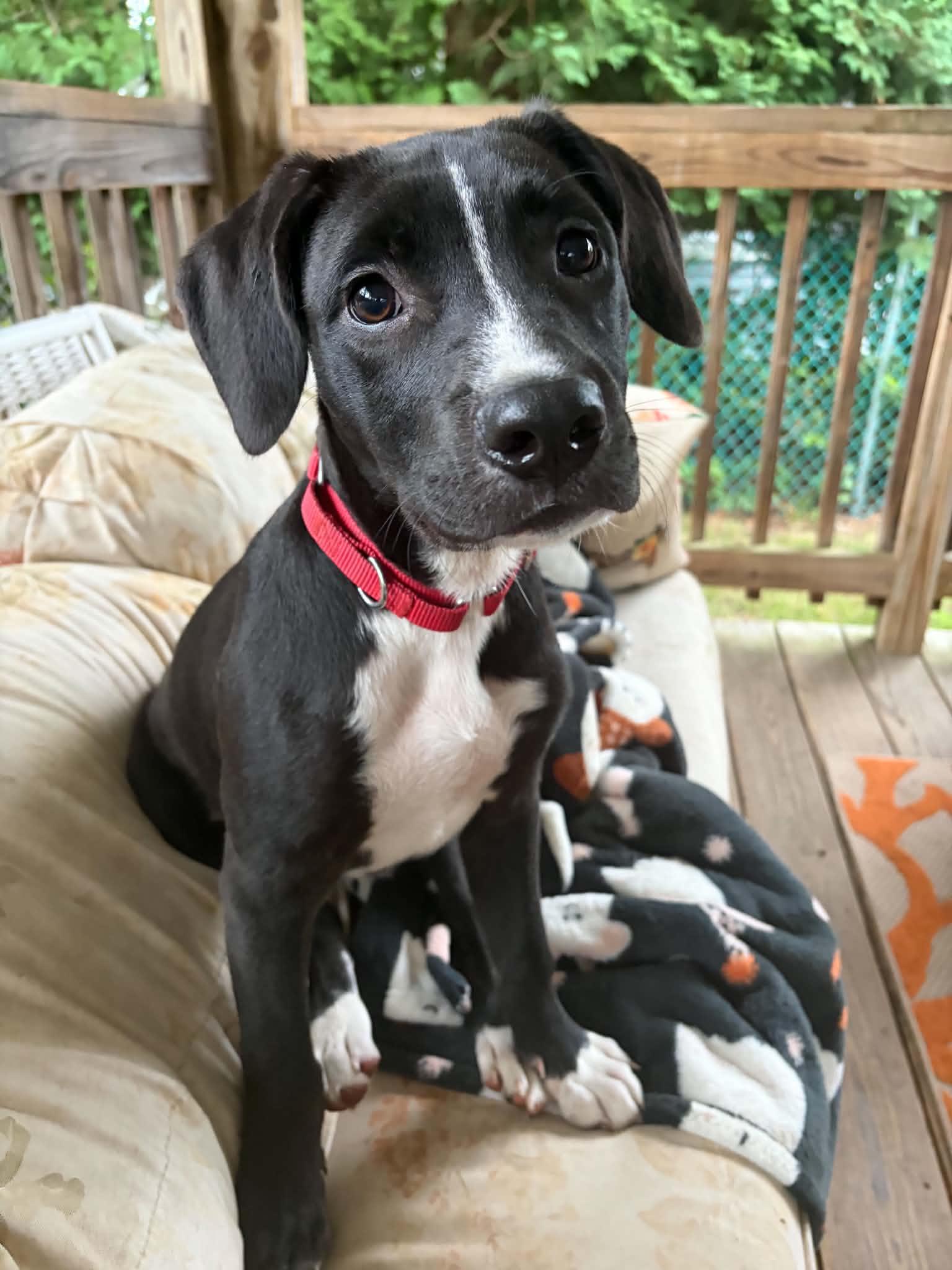 Sam, Adoptable, Puppy Male Black Labrador Retriever.