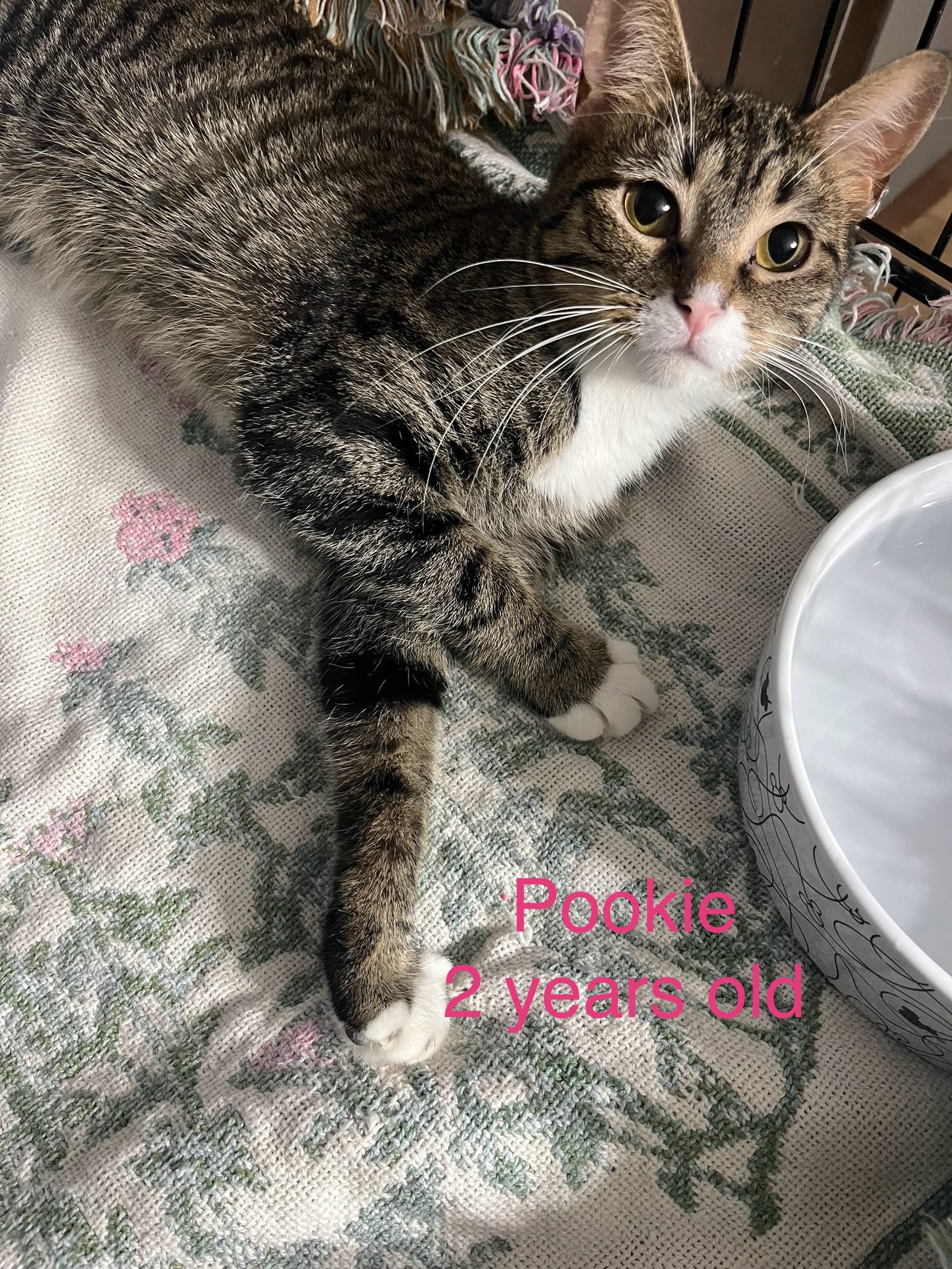 Pookie, Adoptable, Adult Female Domestic Short Hair.