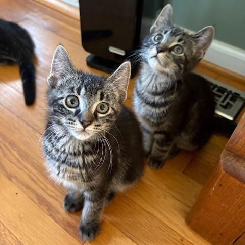 THX, a Adoptable Tabby in Livonia, MI image 2/3