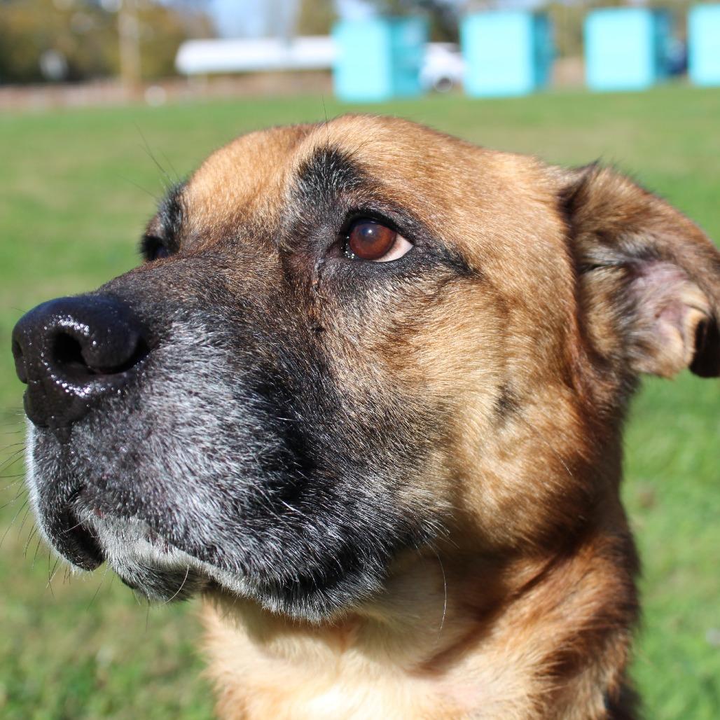 Bear Bear thumbnail 3