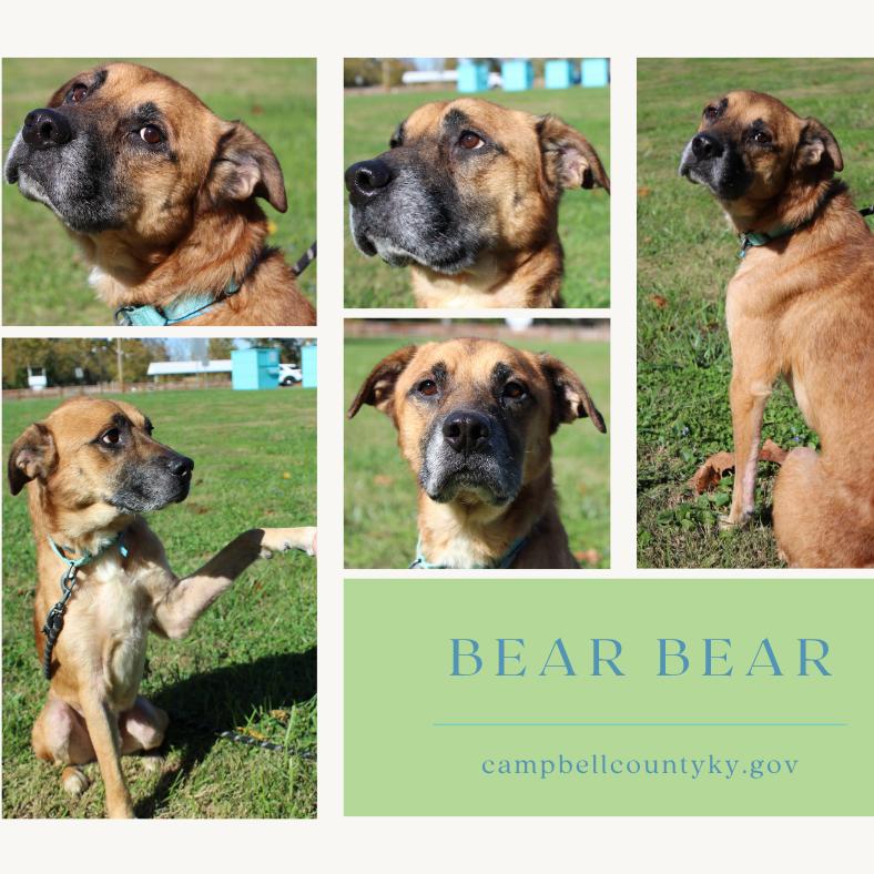 Bear Bear thumbnail 4