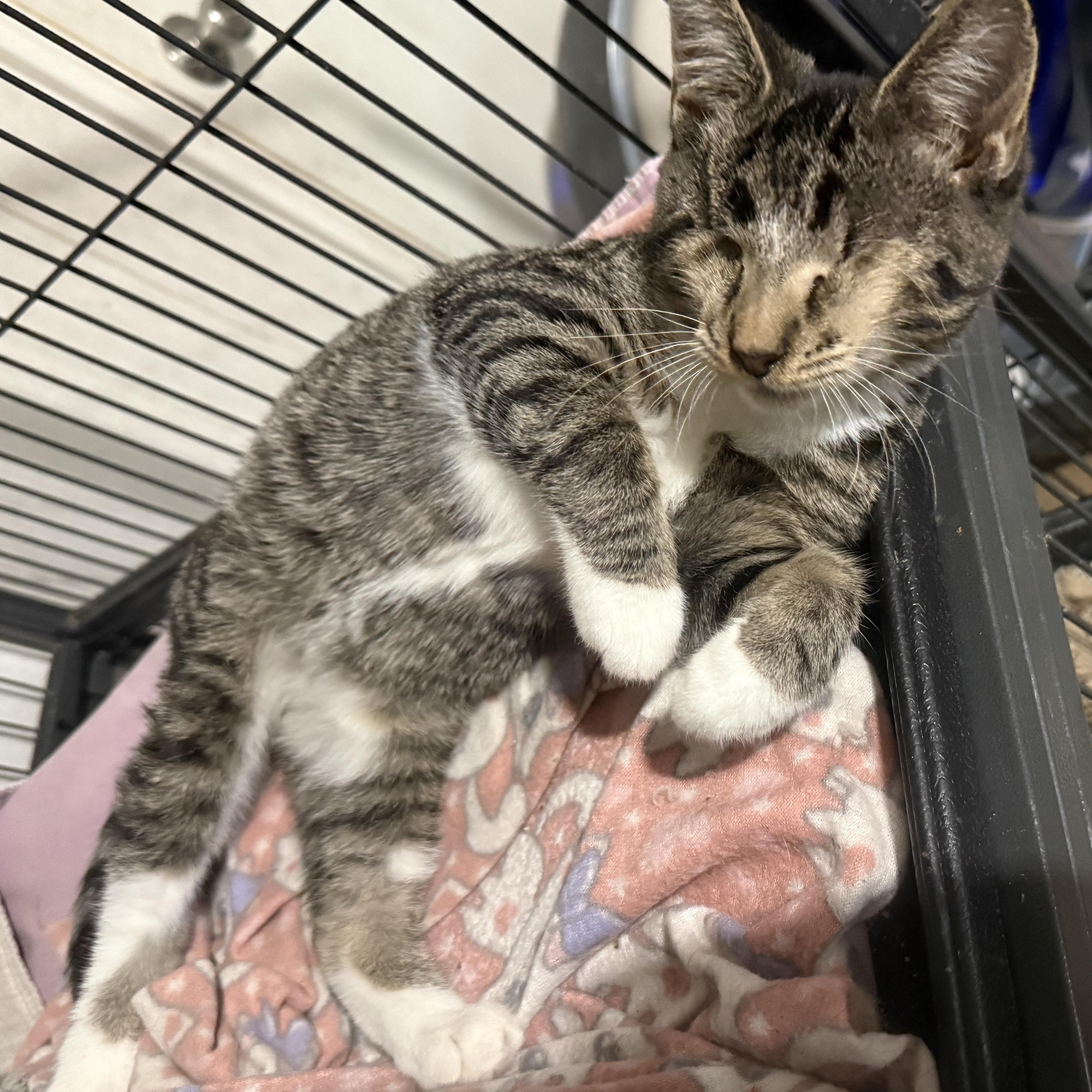 Enlarge Stevie, a Adopted Domestic Short Hair in Jacksonville, FL image 2/3