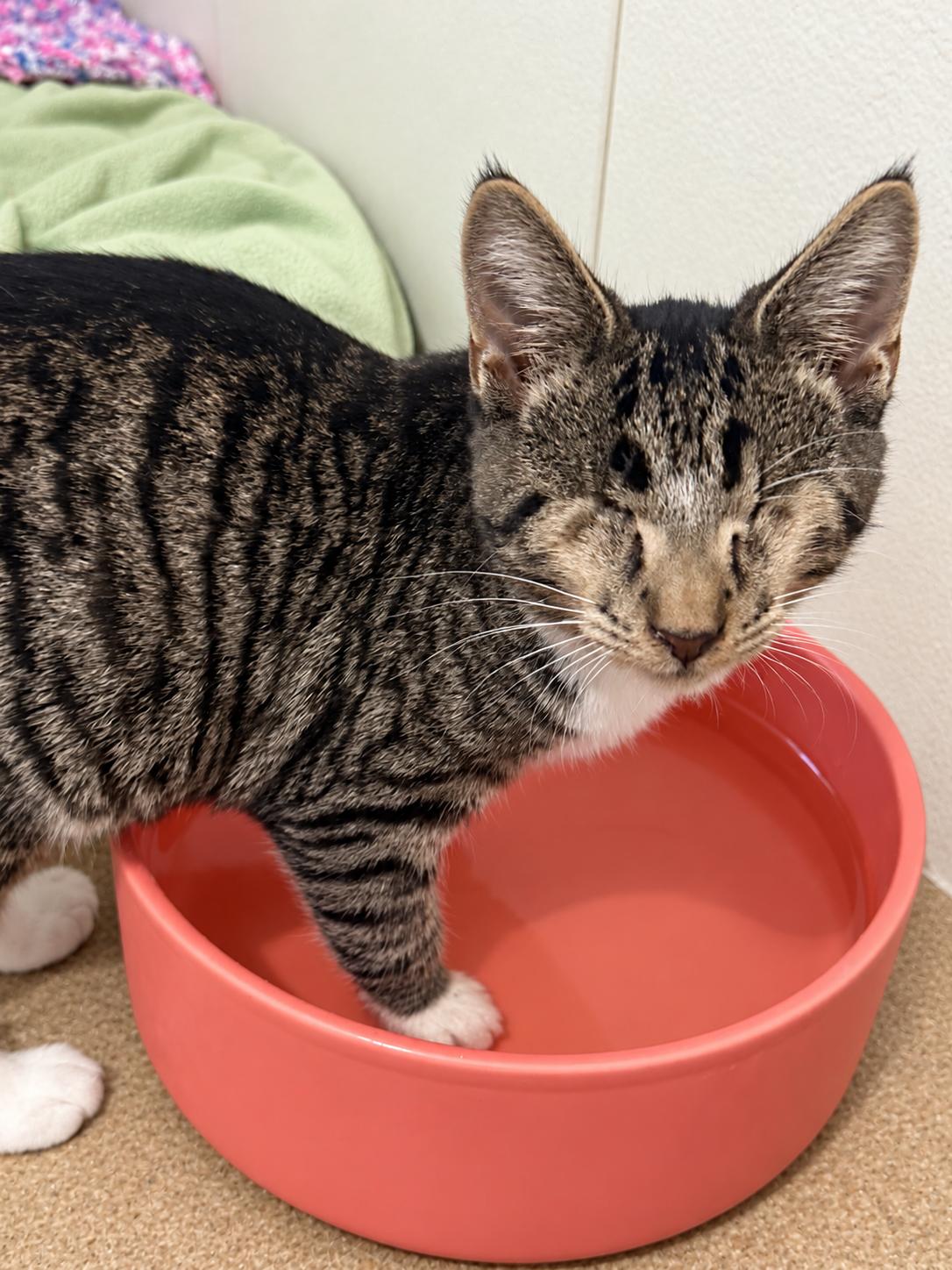 Stevie, Adopted, Kitten Male Domestic Short Hair.