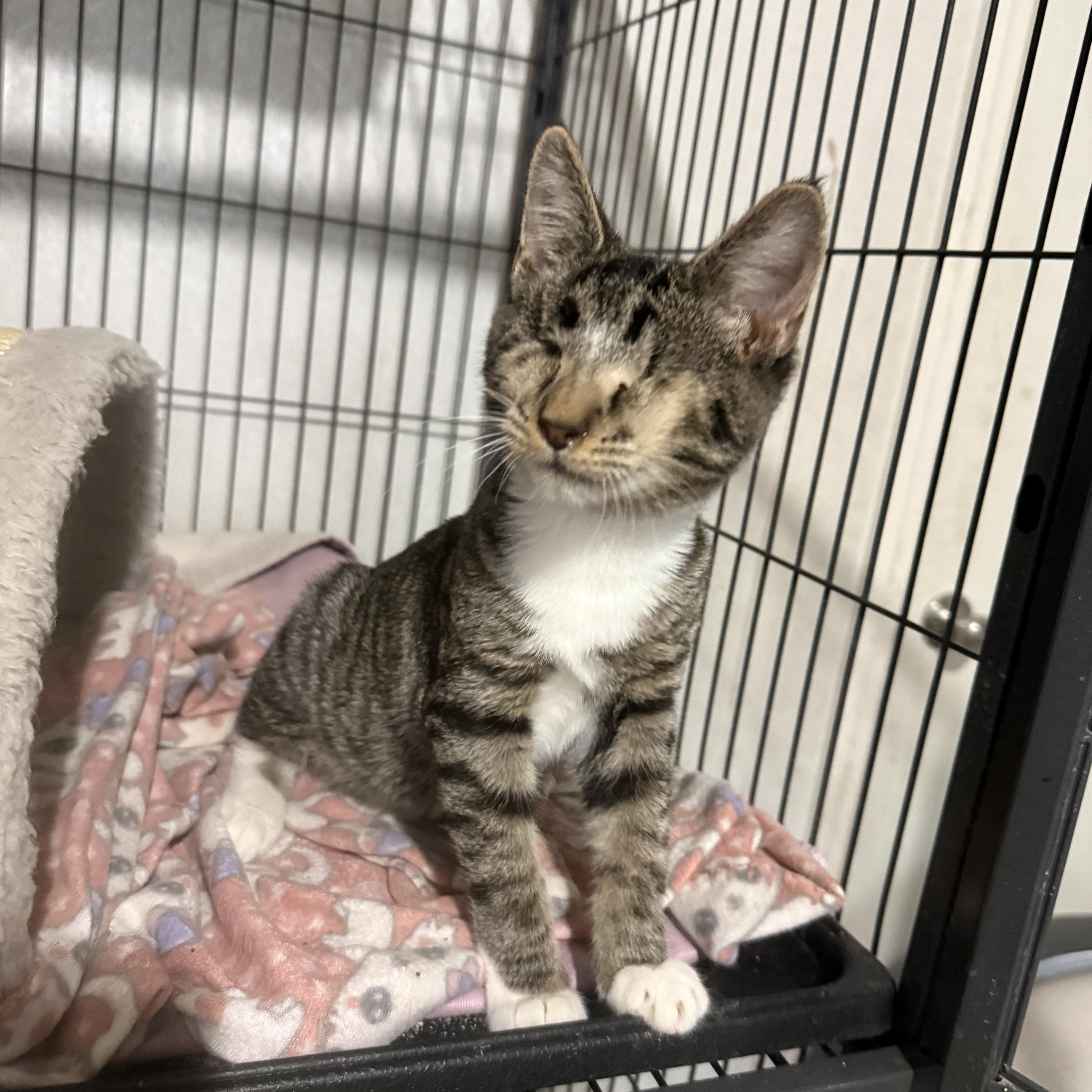 Enlarge Stevie, a Adopted Domestic Short Hair in Jacksonville, FL image 3/3
