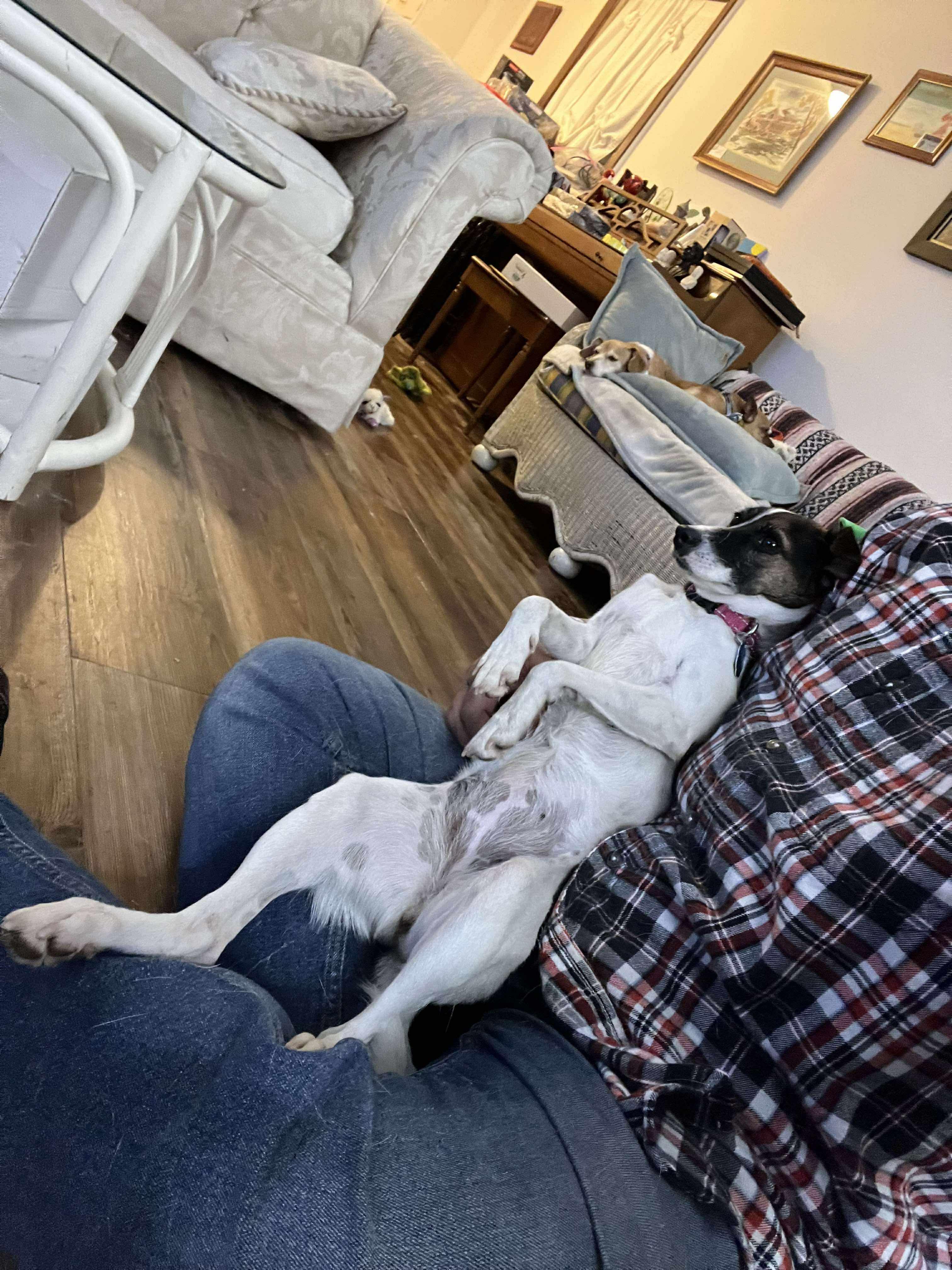 Enlarge Rita, a Adoptable mixed breed in Maple Grove, MN image 3/6