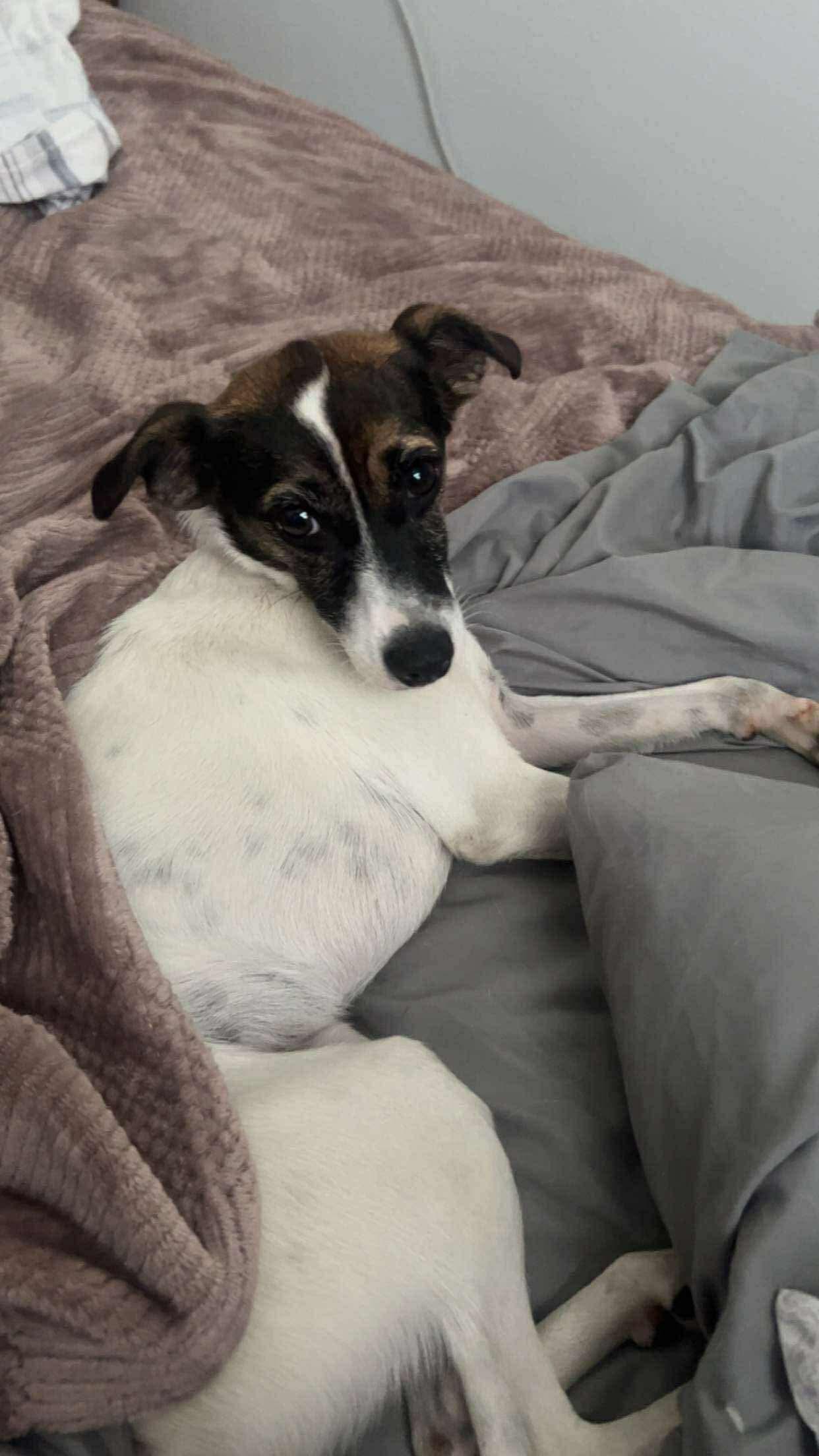 Enlarge Rita, a Adoptable mixed breed in Maple Grove, MN image 4/6