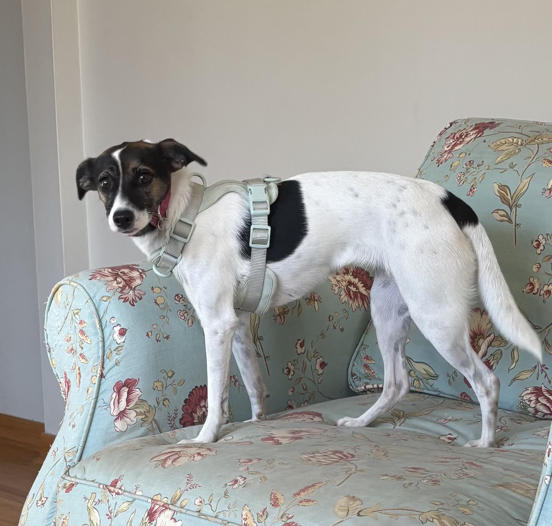 Enlarge Rita, a Adoptable mixed breed in Maple Grove, MN image 5/6