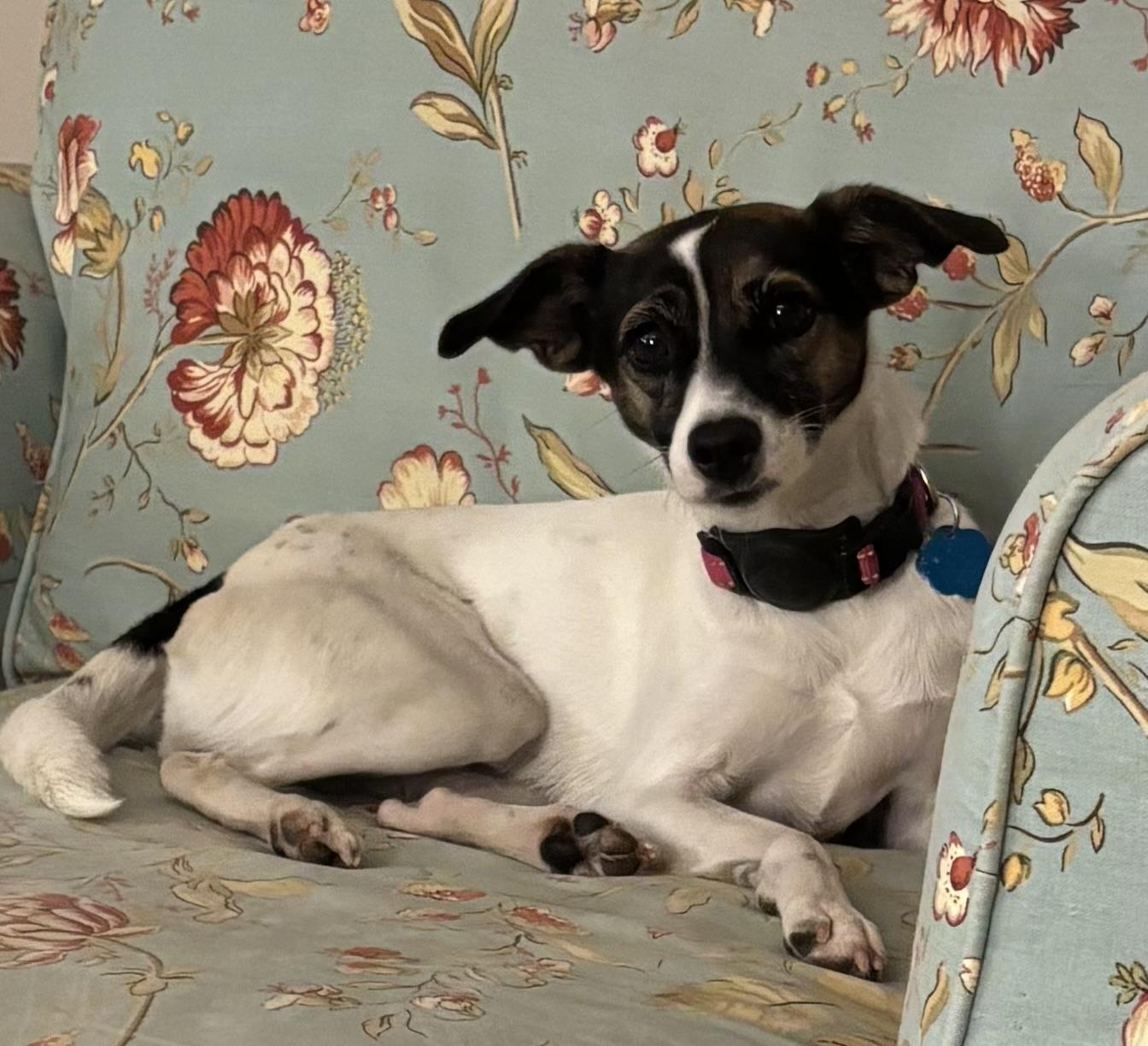 Rita, Adoptable, Young Female Jack Russell Terrier.
