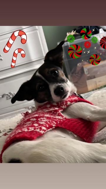 Enlarge Rita, a Adoptable mixed breed in Maple Grove, MN image 2/6