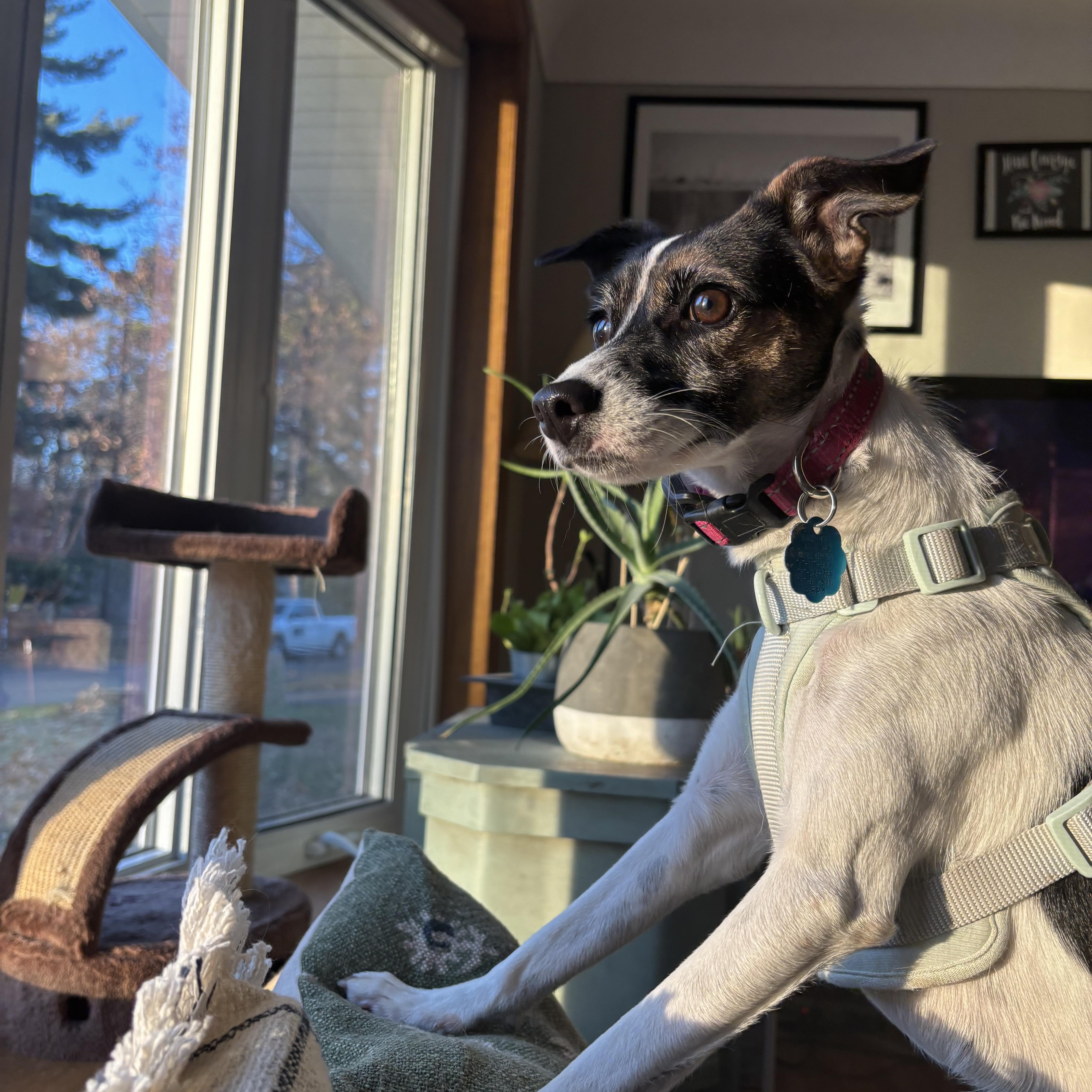 Enlarge Rita, a Adoptable mixed breed in Maple Grove, MN image 6/6