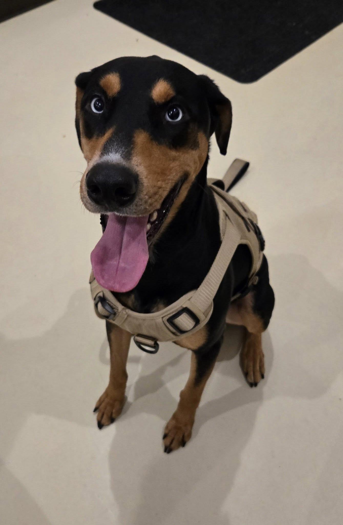 Enlarge Apollo, a Adoptable mixed breed in Black River Falls, WI image 3/4