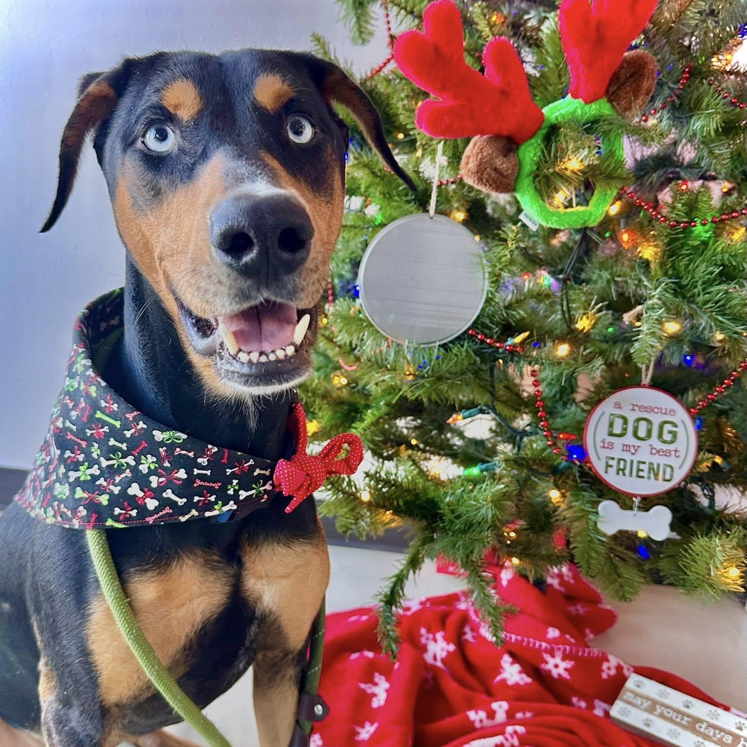 Enlarge Apollo, a Adoptable mixed breed in Black River Falls, WI image 5/6