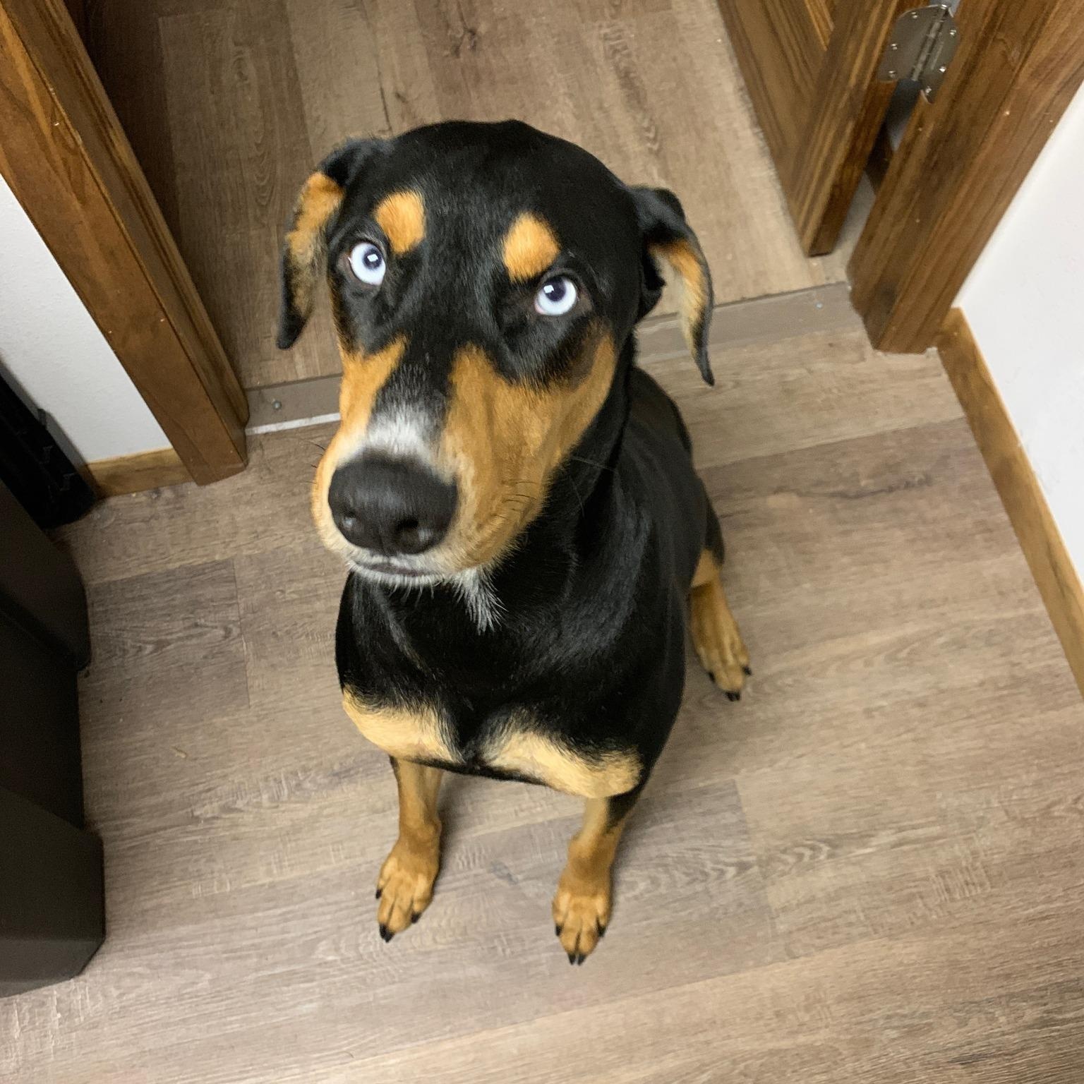 Enlarge Apollo, a Adoptable mixed breed in Black River Falls, WI image 4/4