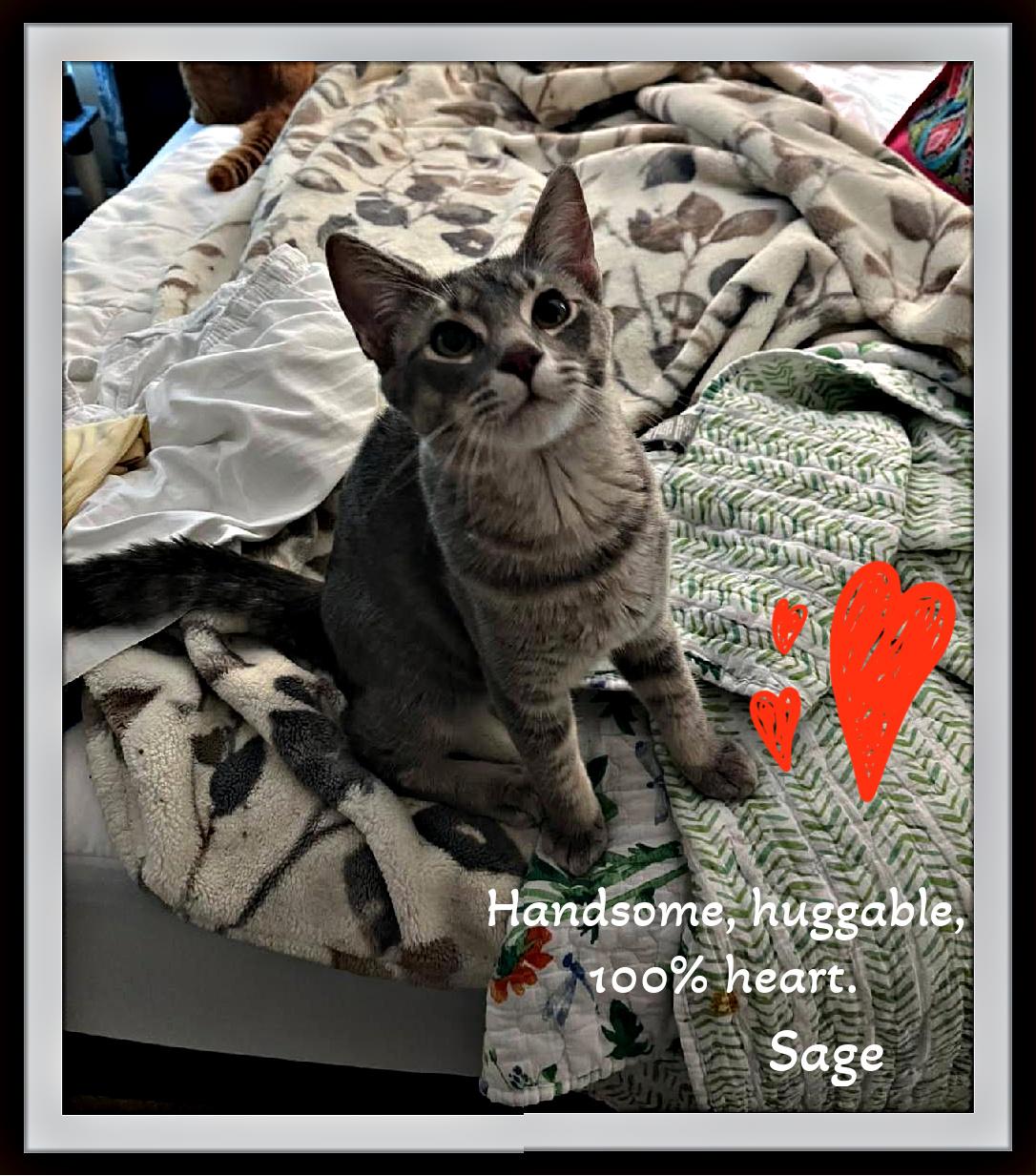 Sage - Flirt alert: this silver tabby will steal your lap and your heart., Adopted, Kitten Male Domestic Short Hair.