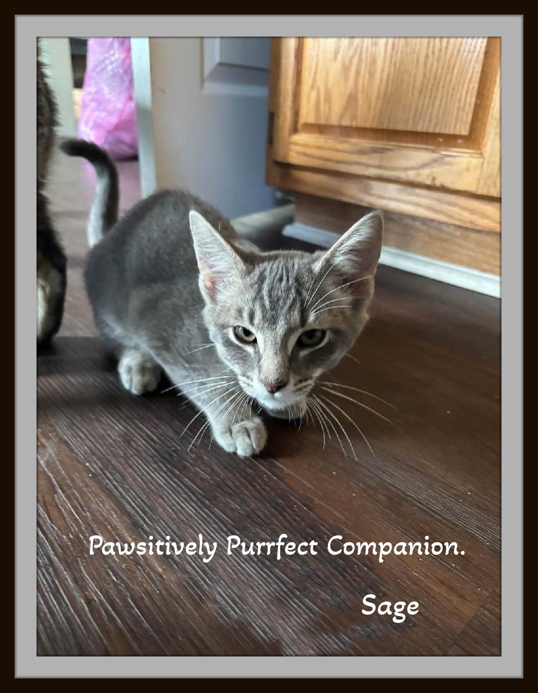 Enlarge Sage - Flirt alert: this silver tabby will steal your lap and your heart., a Adopted Domestic Short Hair in Snow Camp, NC image 3/4