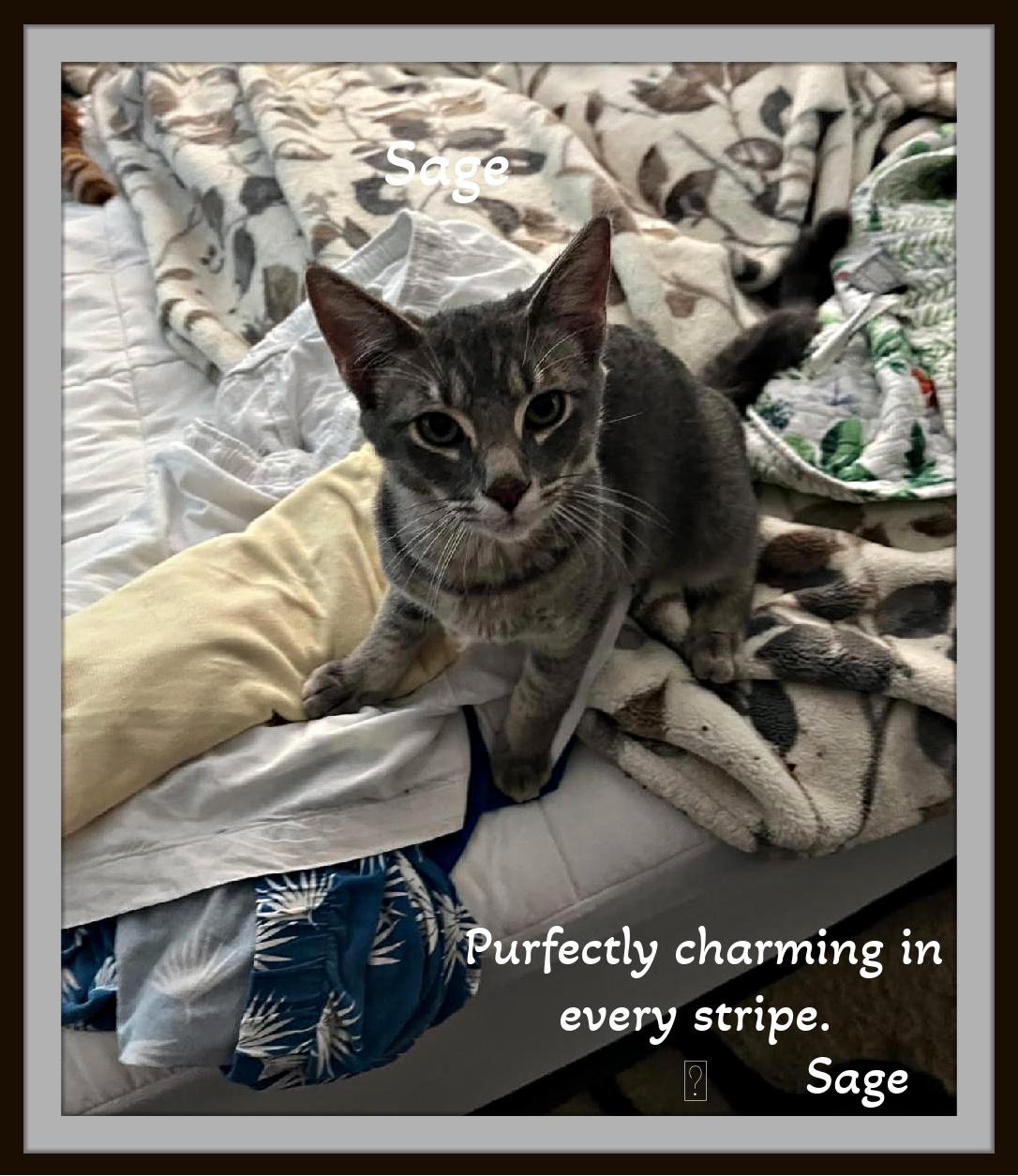 Enlarge Sage - Flirt alert: this silver tabby will steal your lap and your heart., a Adopted Domestic Short Hair in Snow Camp, NC image 2/4