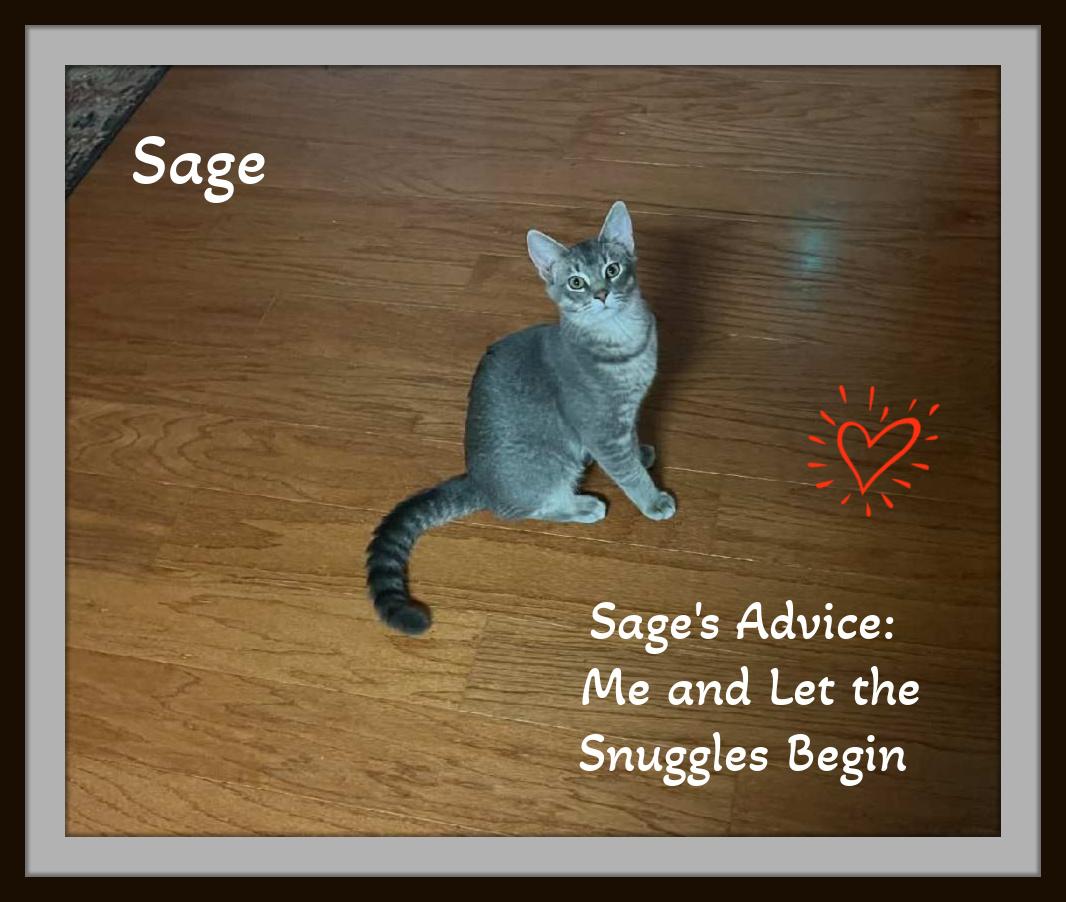 Enlarge Sage - Flirt alert: this silver tabby will steal your lap and your heart., a Adopted Domestic Short Hair in Snow Camp, NC image 4/4