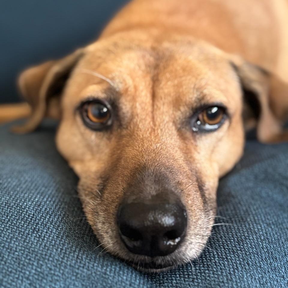 charlie, Adoptable, Senior Male Yellow Labrador Retriever & Whippet.