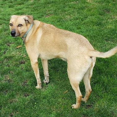 Charlie, Adoptable, Senior Male Yellow Labrador Retriever & Whippet.