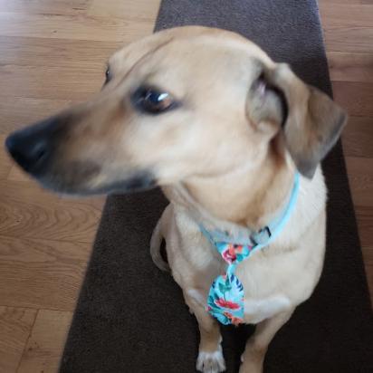 Charlie, a Adoptable mixed breed in Bellingham, WA image 3/6