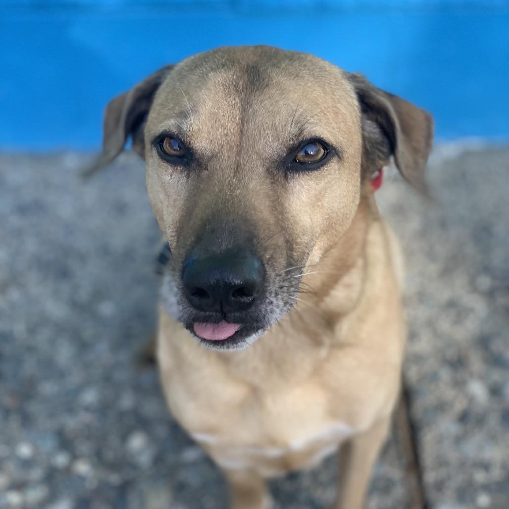 Charlie, a Adoptable mixed breed in Bellingham, WA image 6/6