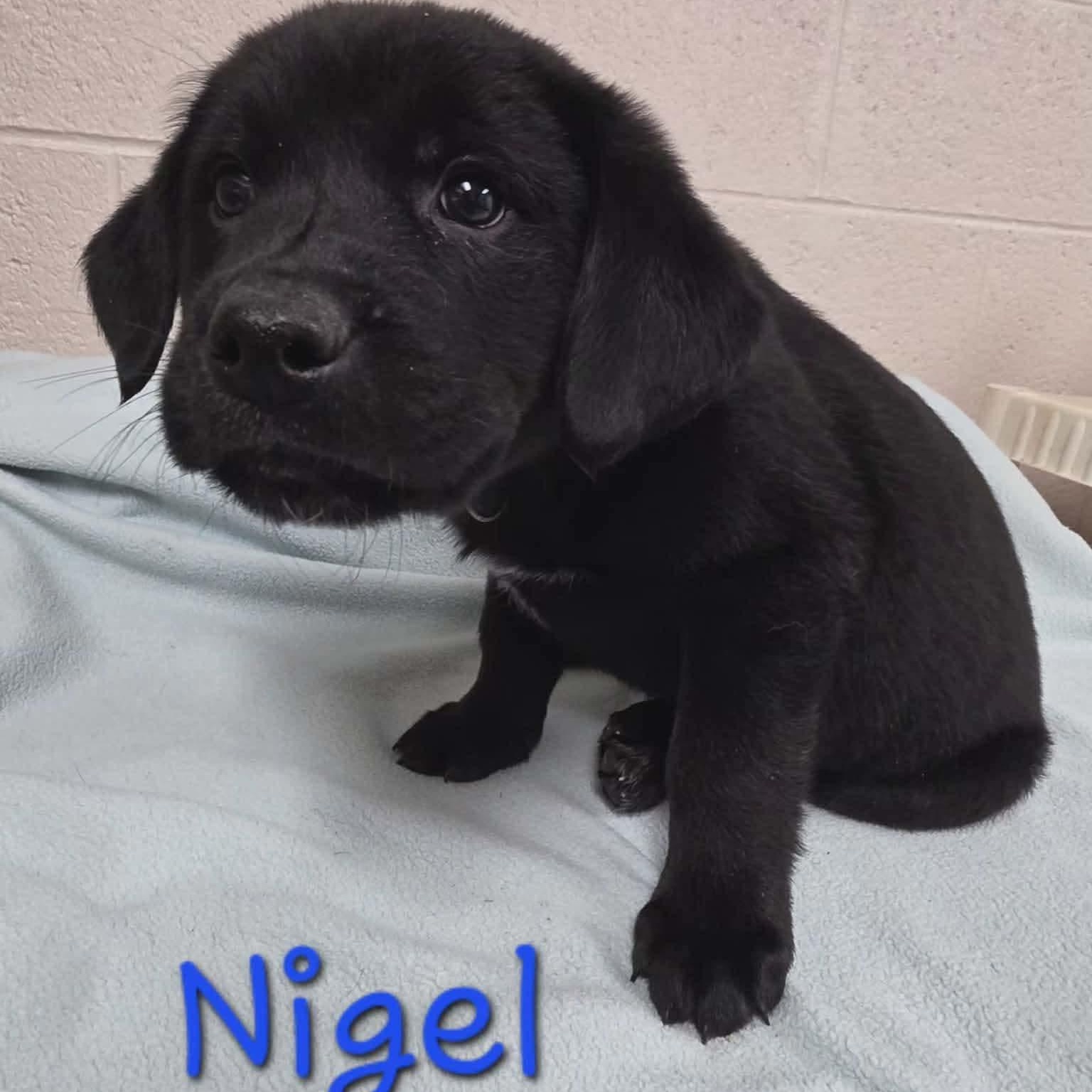 Nigel, ADOPTABLE, Puppy Male Labrador Retriever.