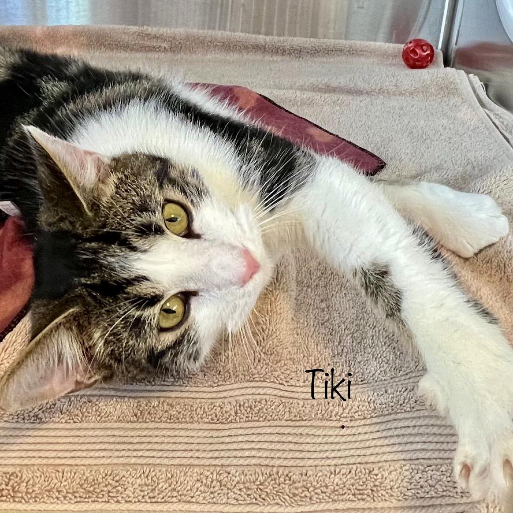 Tiki, a Adoptable mixed breed in Phoenix, AZ image 1/4