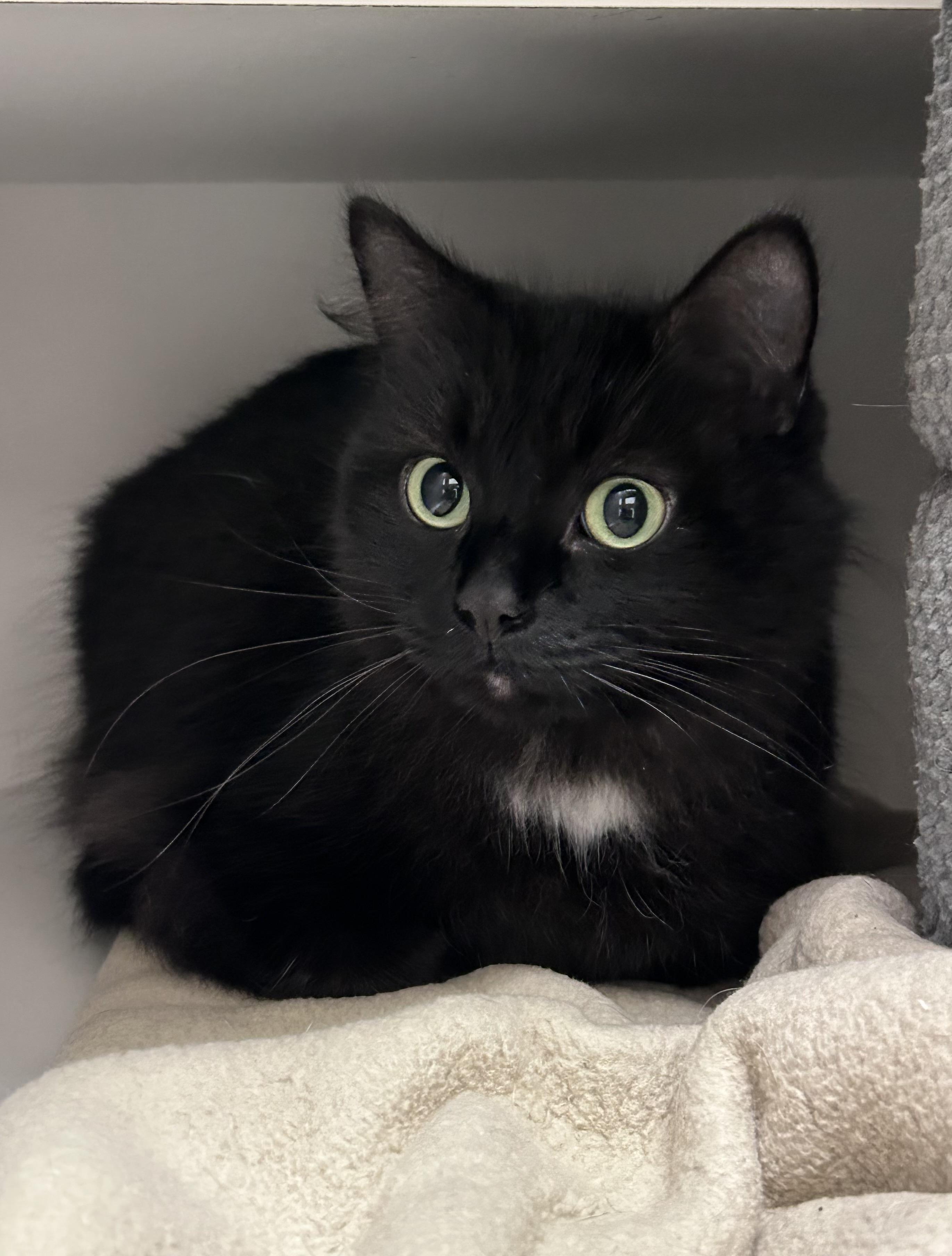 Enlarge Pharyn, a ADOPTABLE Domestic Long Hair in Wallingford, CT image 3/3