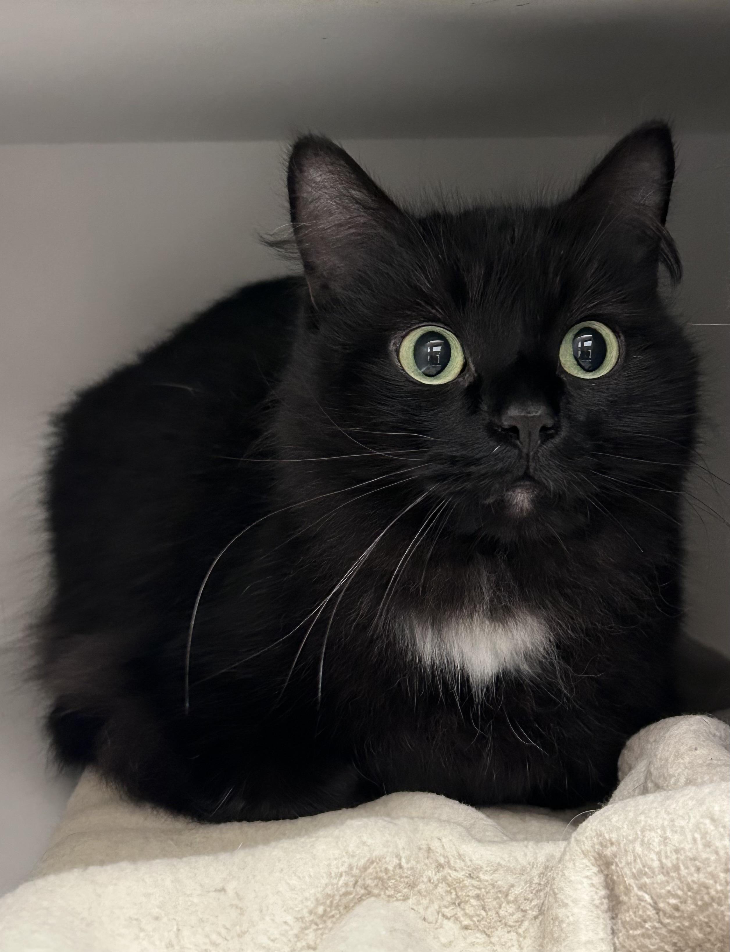 Enlarge Pharyn, a ADOPTABLE Domestic Long Hair in Wallingford, CT image 2/3