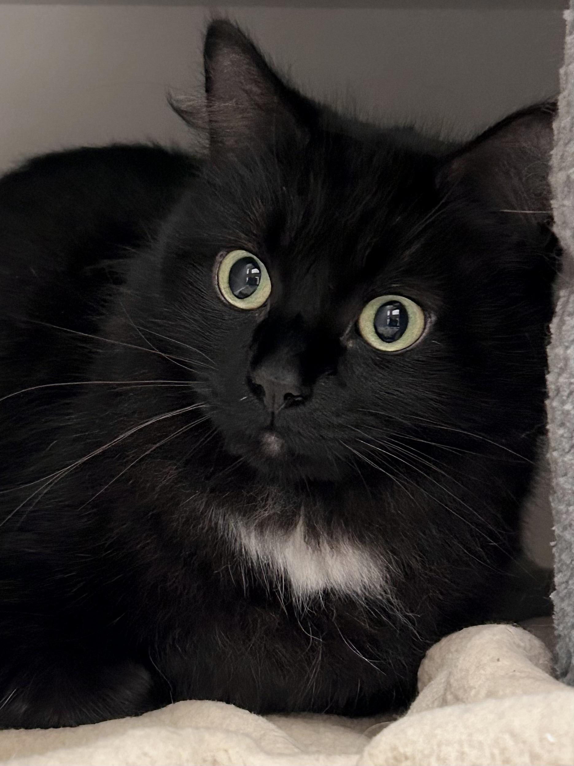 Pharyn, ADOPTABLE, Adult Female Domestic Long Hair.