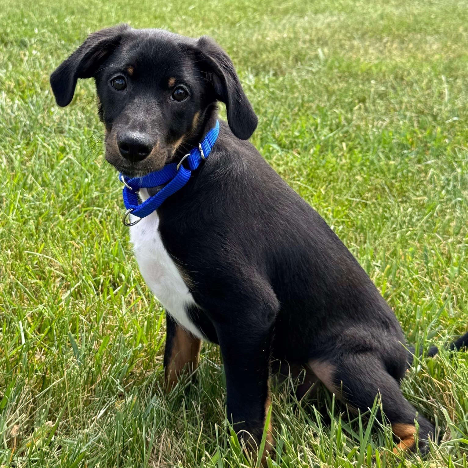 Enlarge Maxie, an adopted mixed breed in Midlothian, VA image 3/6