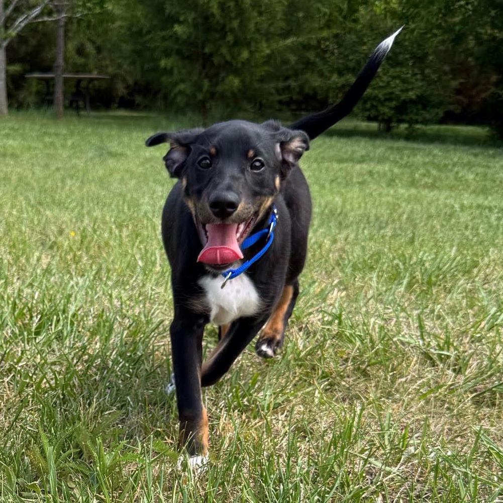 Enlarge Maxie, an adopted mixed breed in Midlothian, VA image 5/6