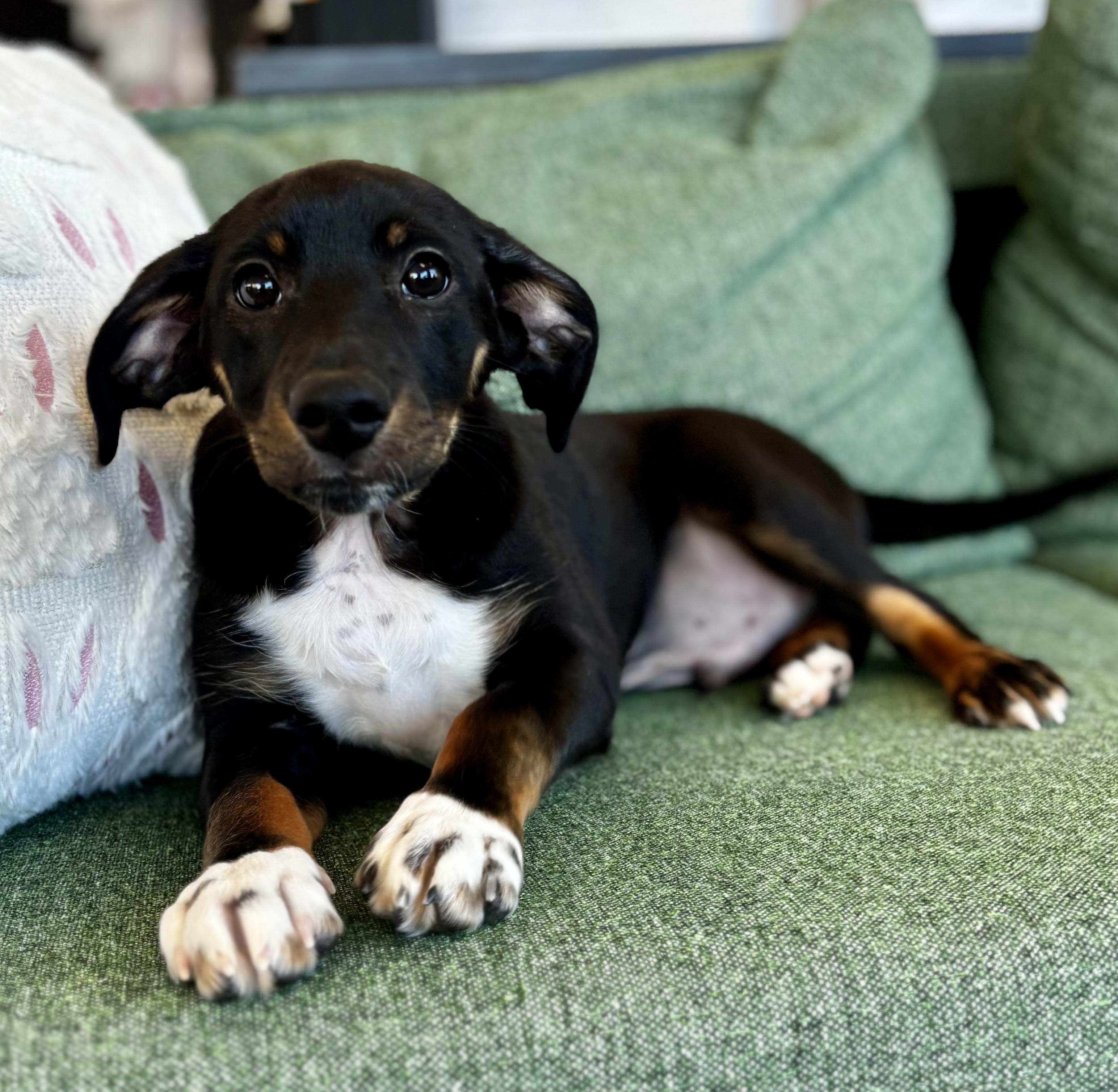Enlarge Maxie, an adopted mixed breed in Midlothian, VA image 6/6
