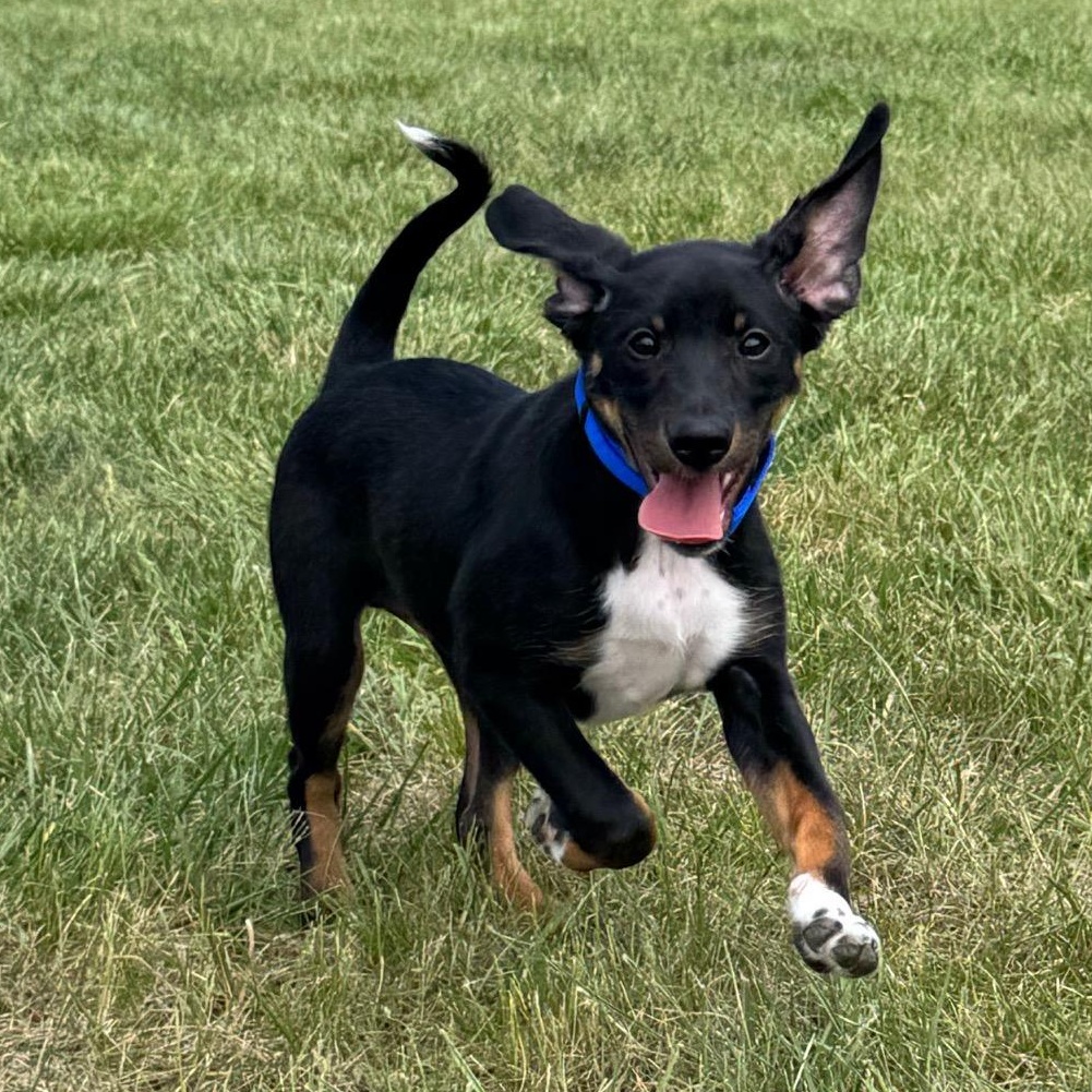 Enlarge Maxie, an adopted mixed breed in Midlothian, VA image 4/6