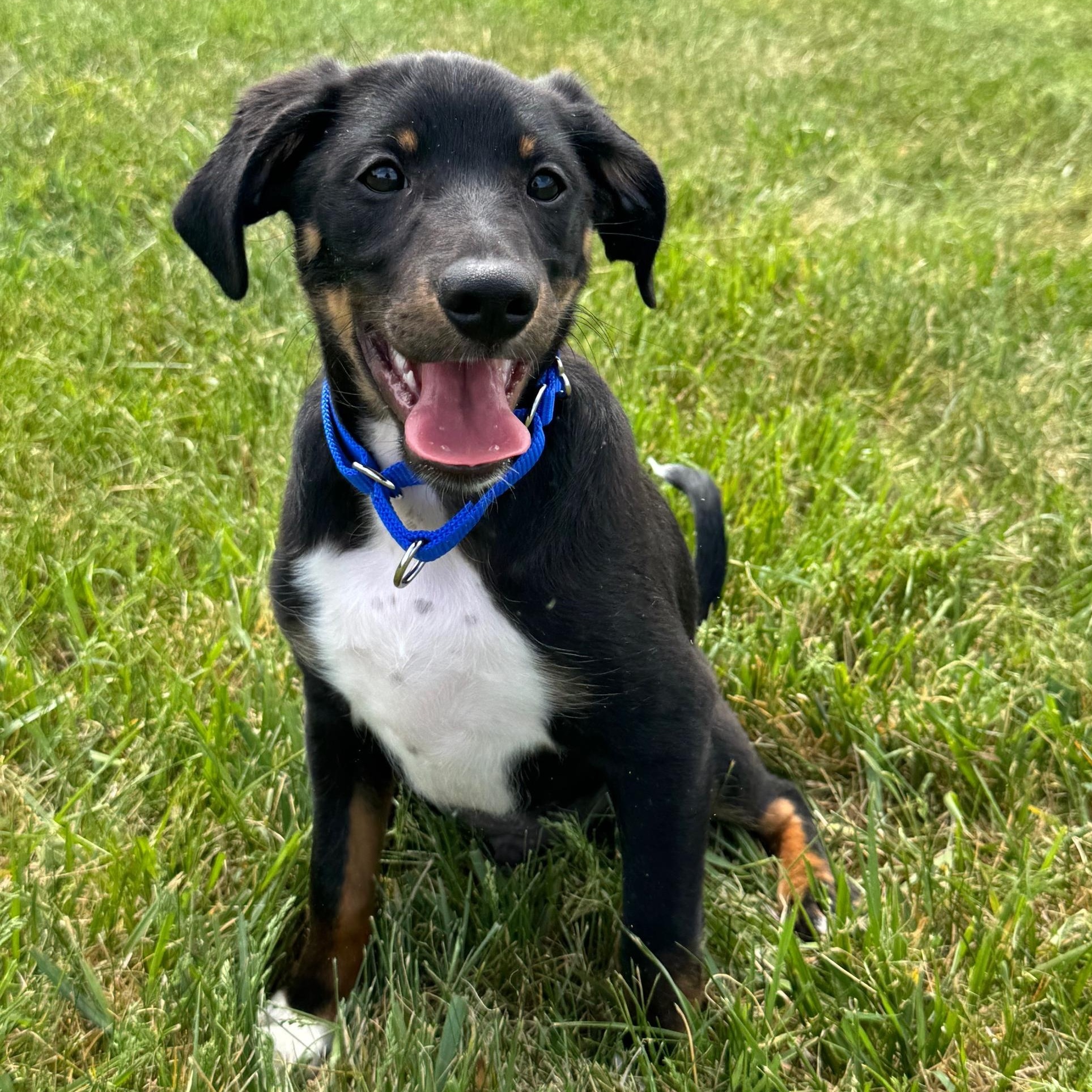 Maxie, adopted, Puppy Male Beagle.