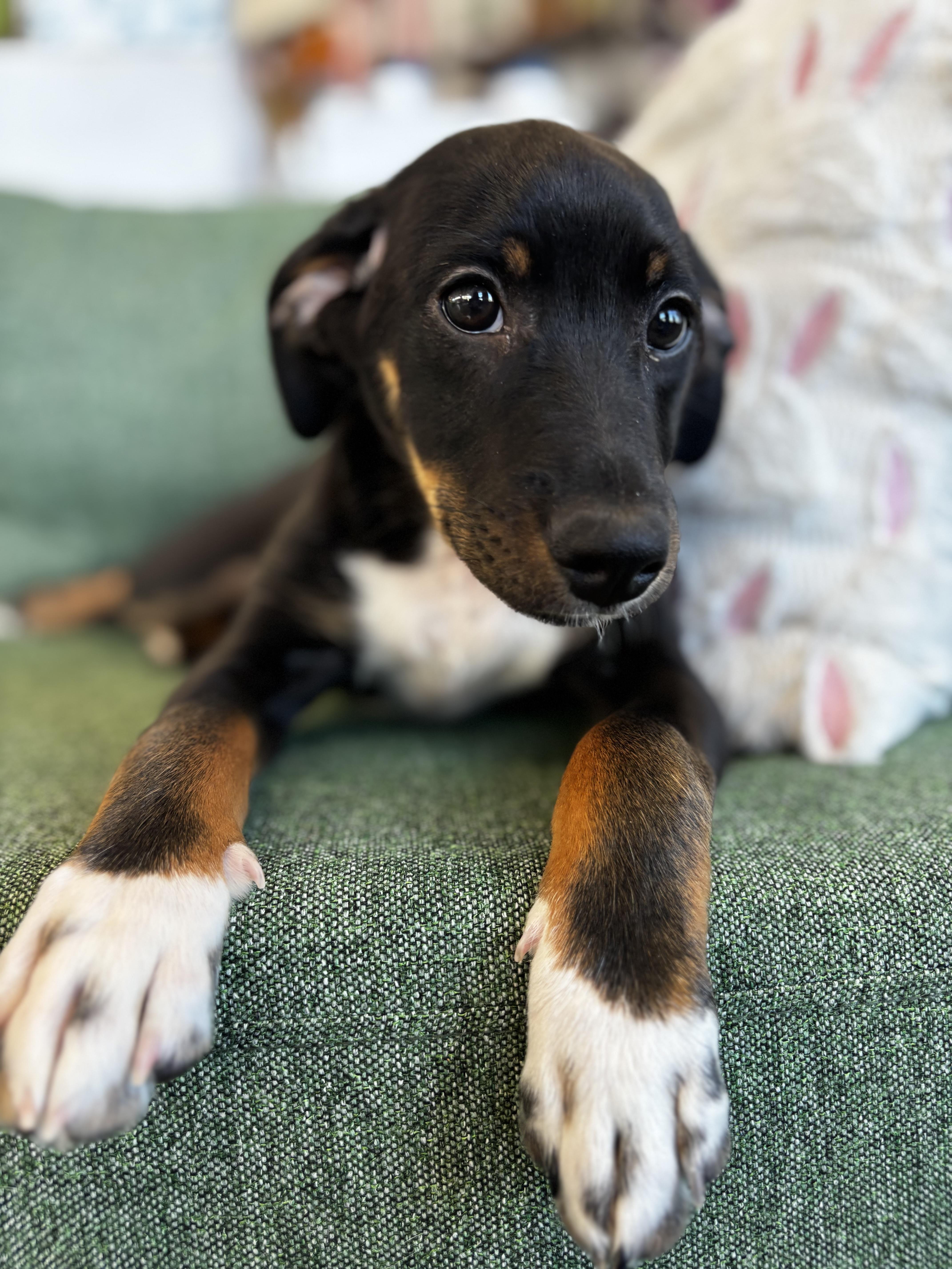 Enlarge Maxie, an adopted mixed breed in Midlothian, VA image 2/6