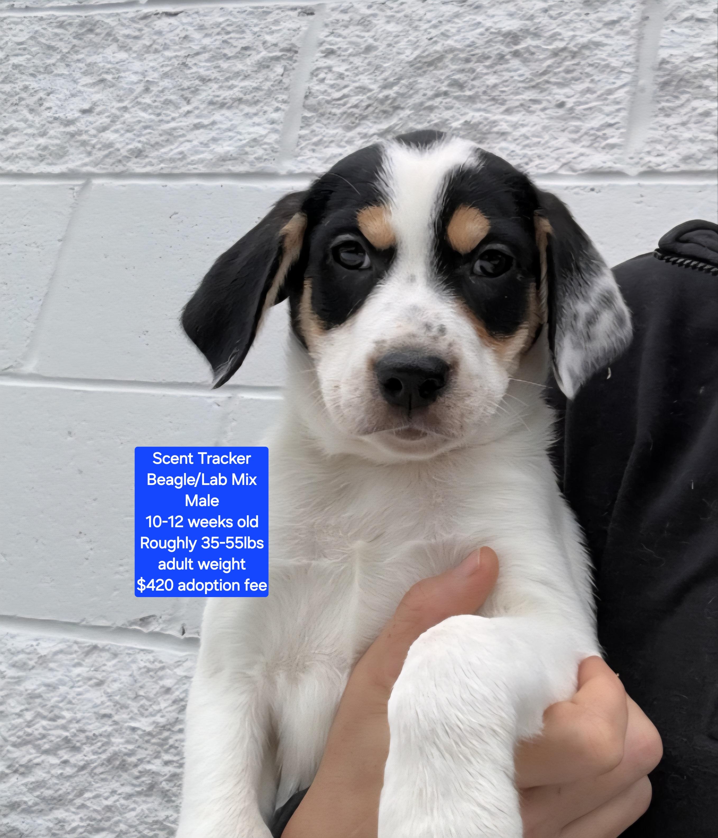 Enlarge Scent Tracker, a ADOPTABLE mixed breed in Oviedo, FL image 1/1