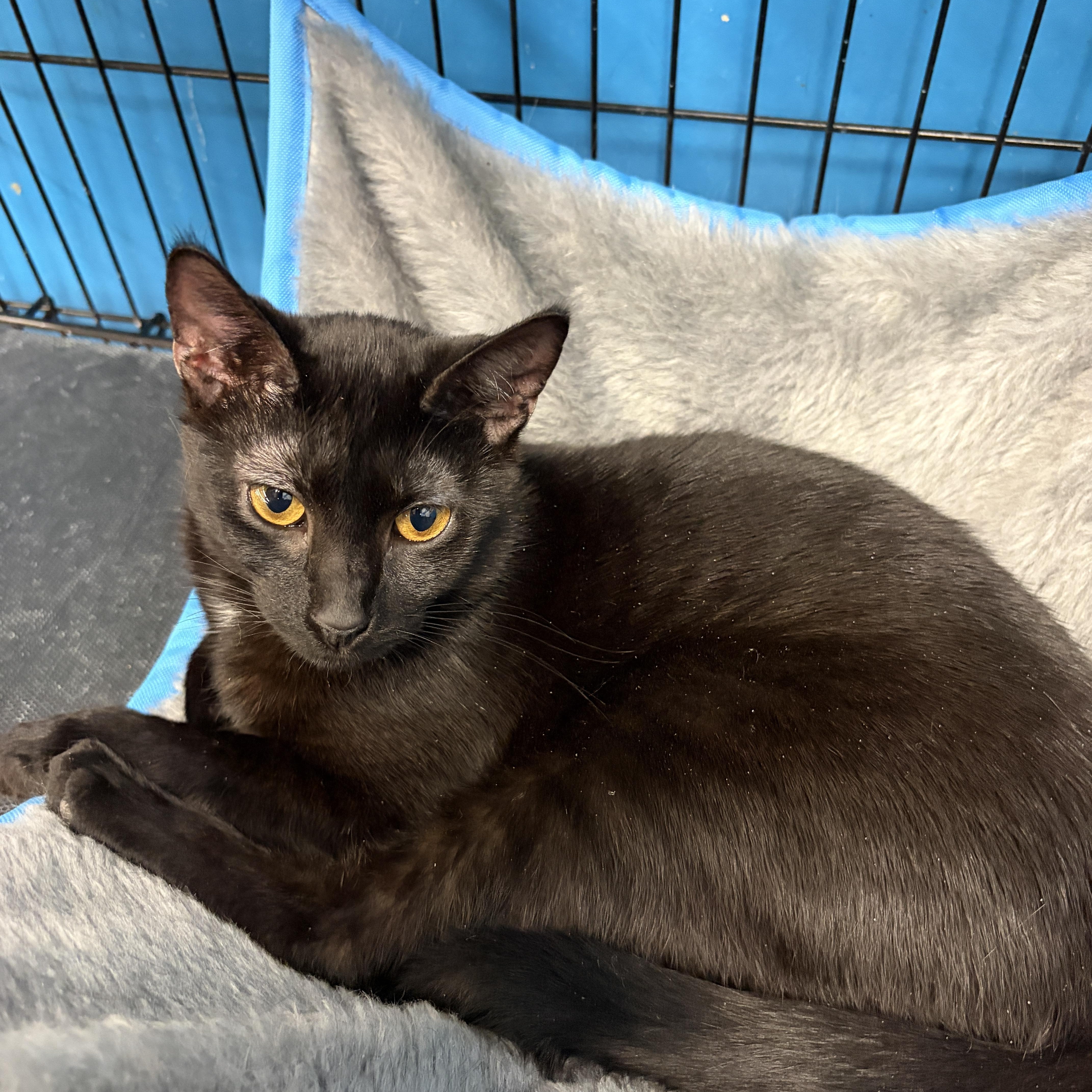 Mae, adopted, Young Female Domestic Short Hair.