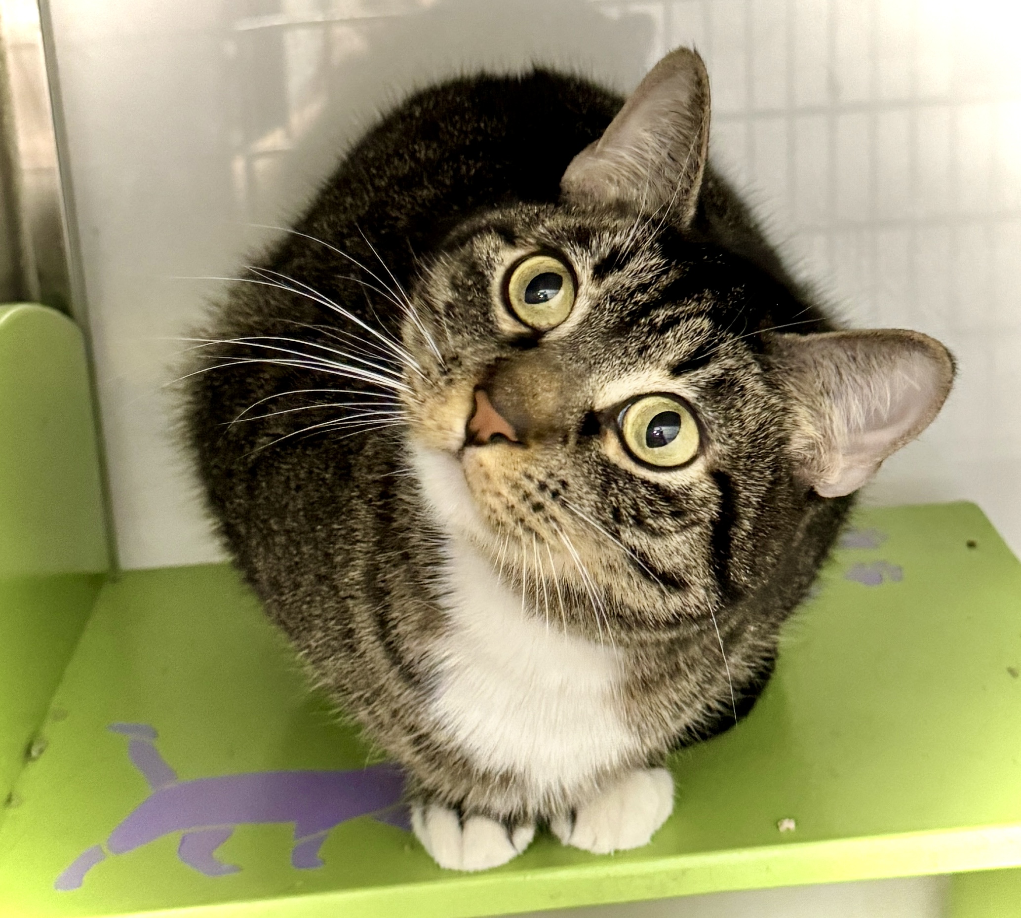 Ms. Milly  Talkative thumbnail 3