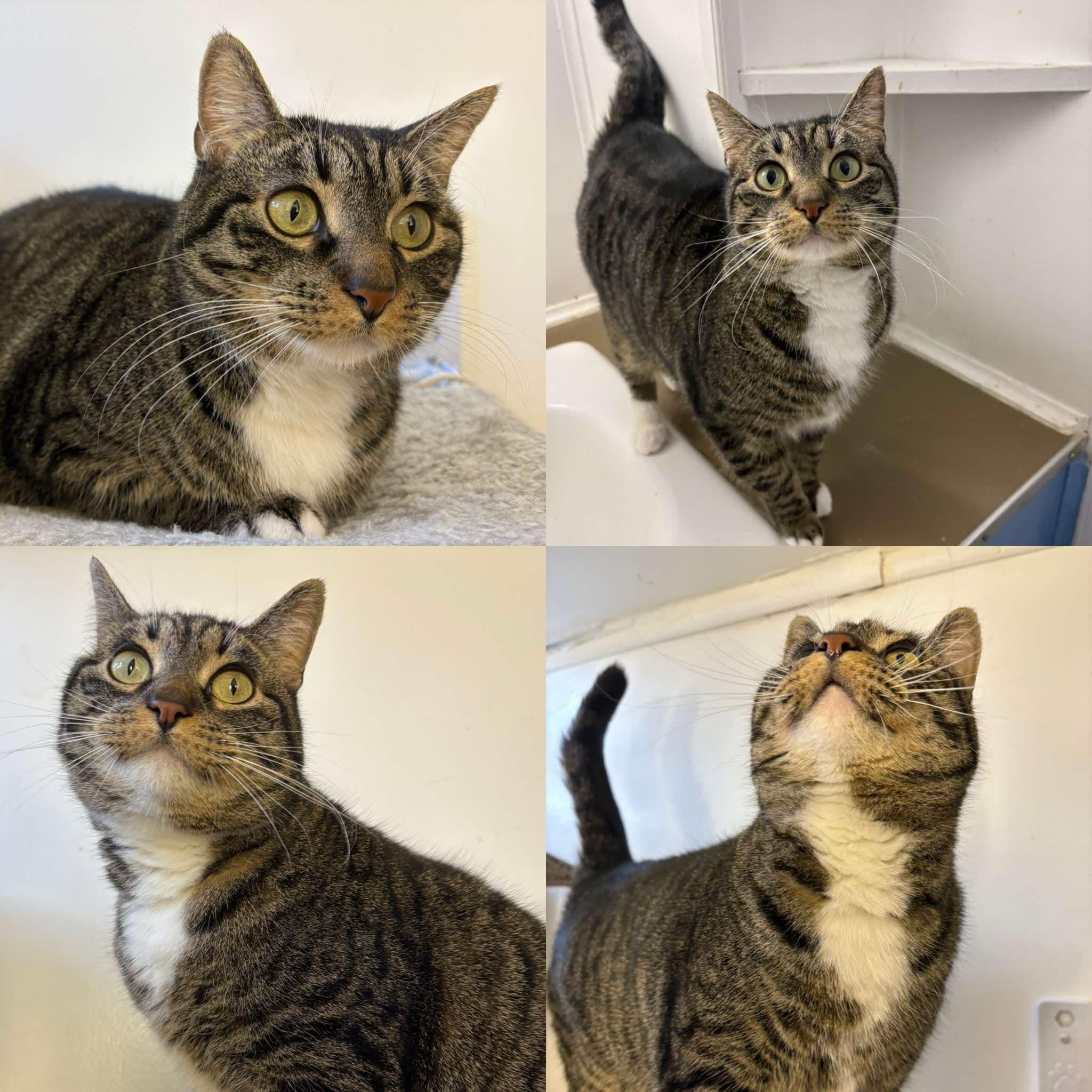 Ms. Milly  Talkative thumbnail 2