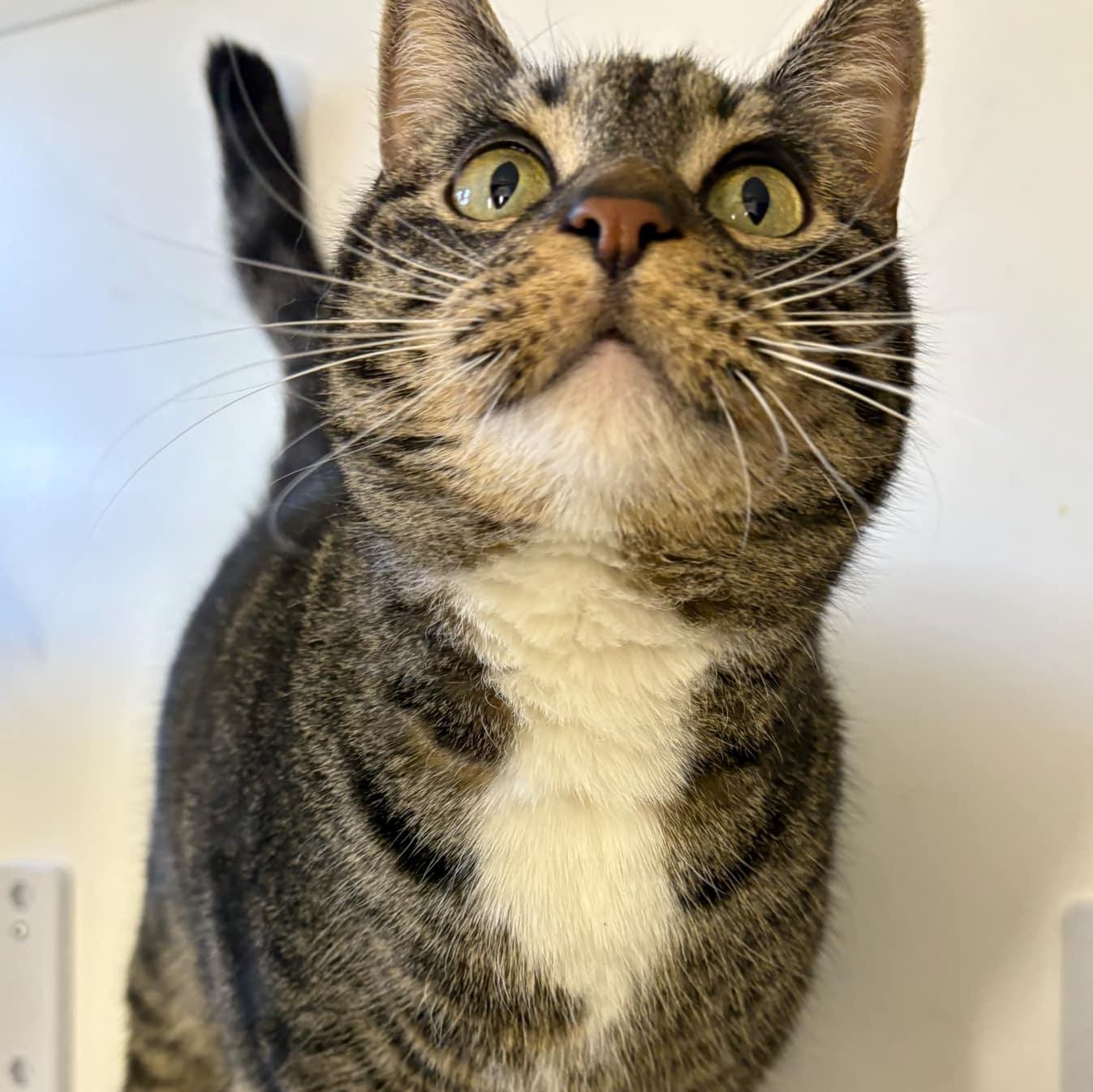 Ms. Milly  Talkative thumbnail 5