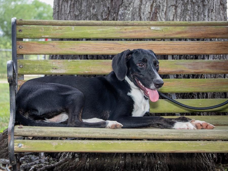 Bonnie, ADOPTABLE, Puppy • Female, Australian Kelpie & Mixed Breed.